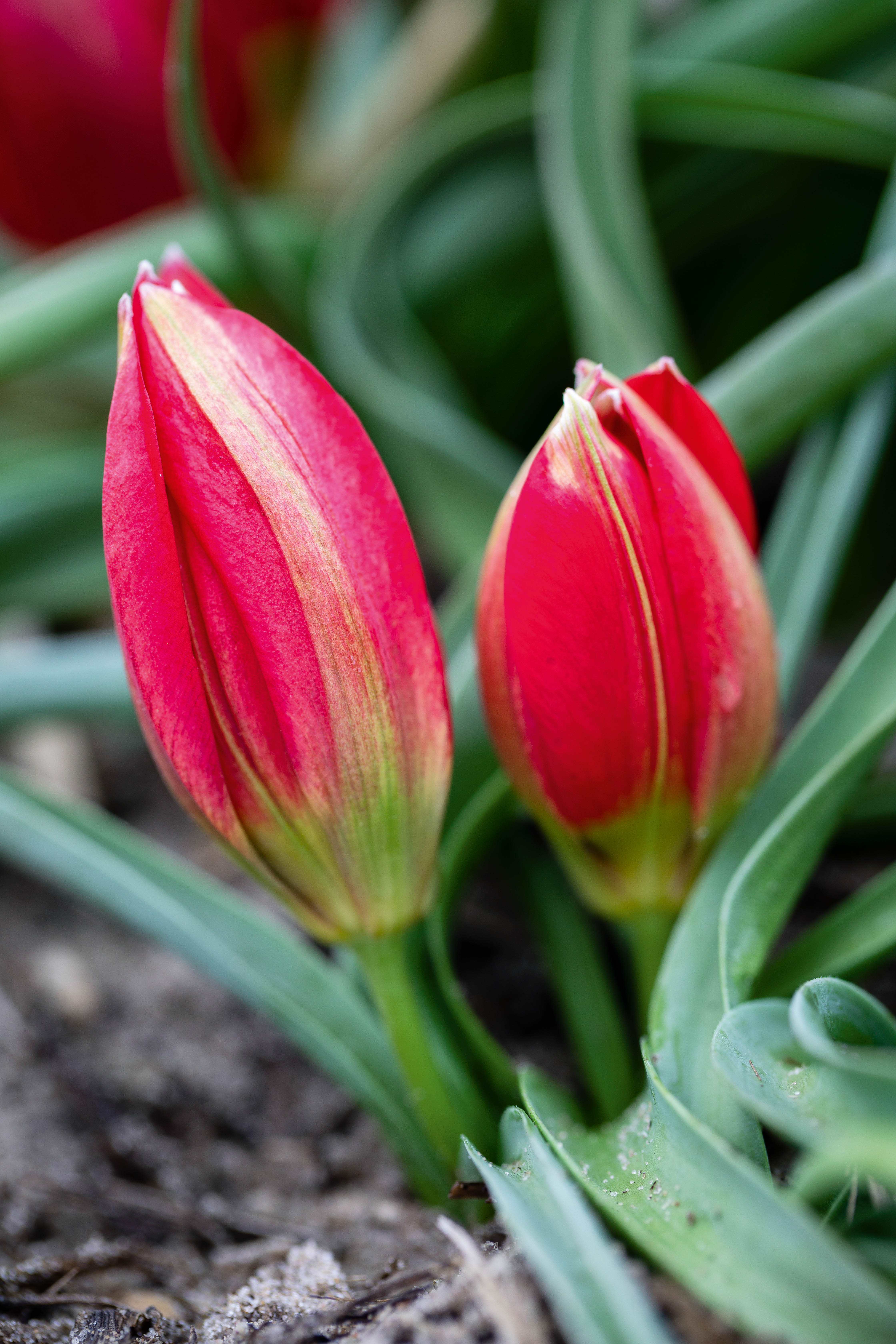 Tulipa humilis 'Lilliput'
