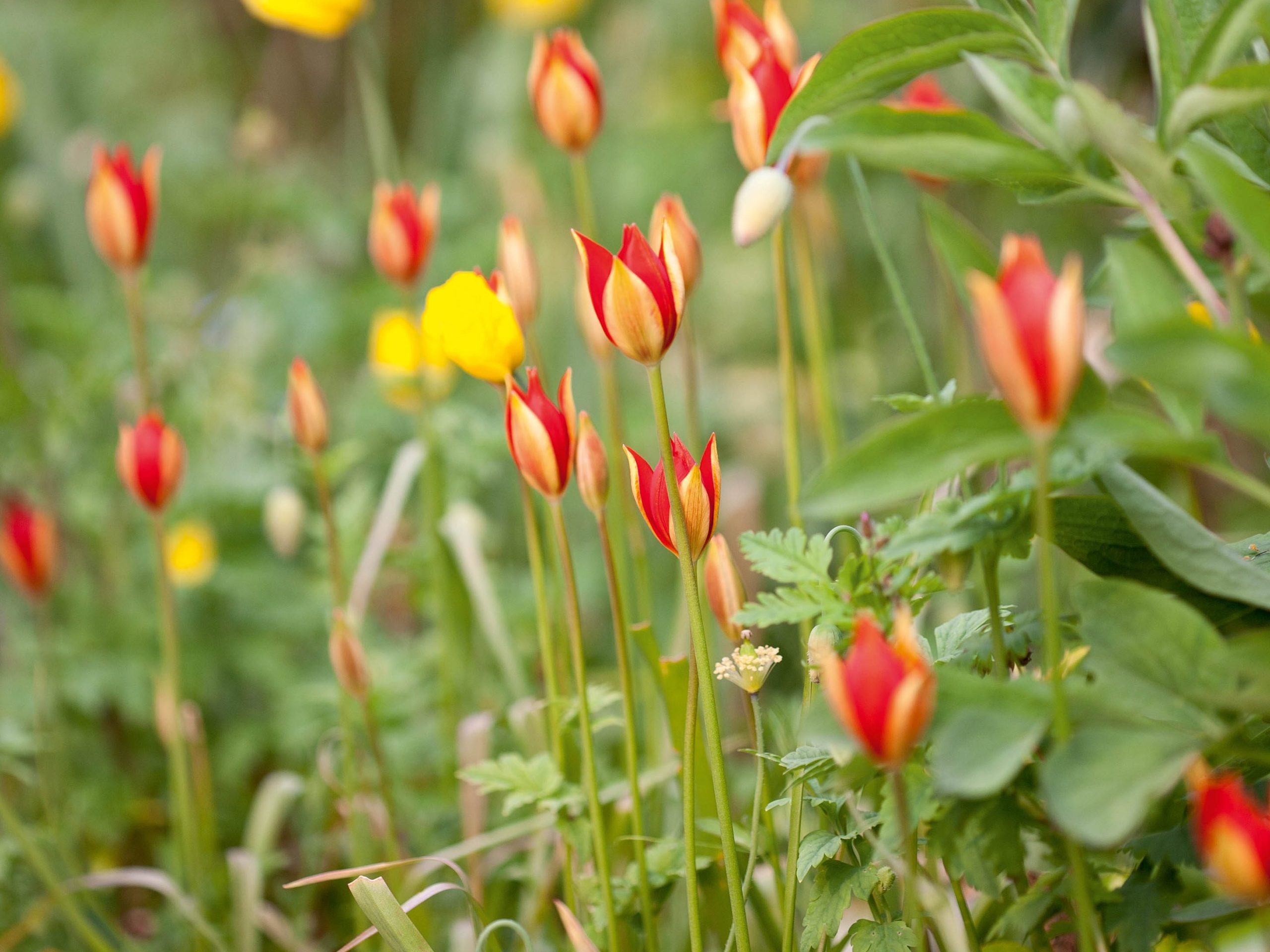 Tulipa sprengeri Tulipa sprengeri