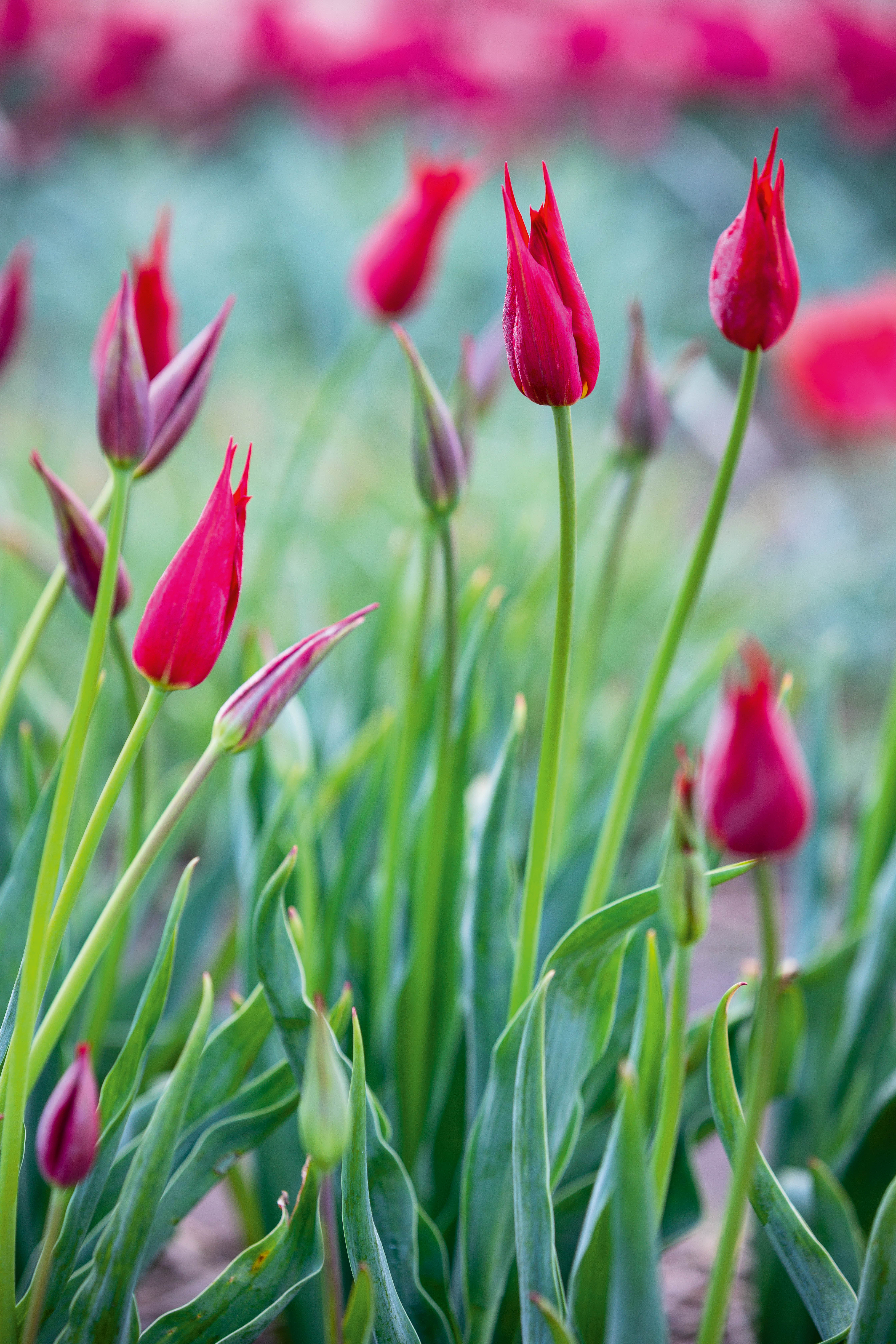 Tulipa x gesneriana