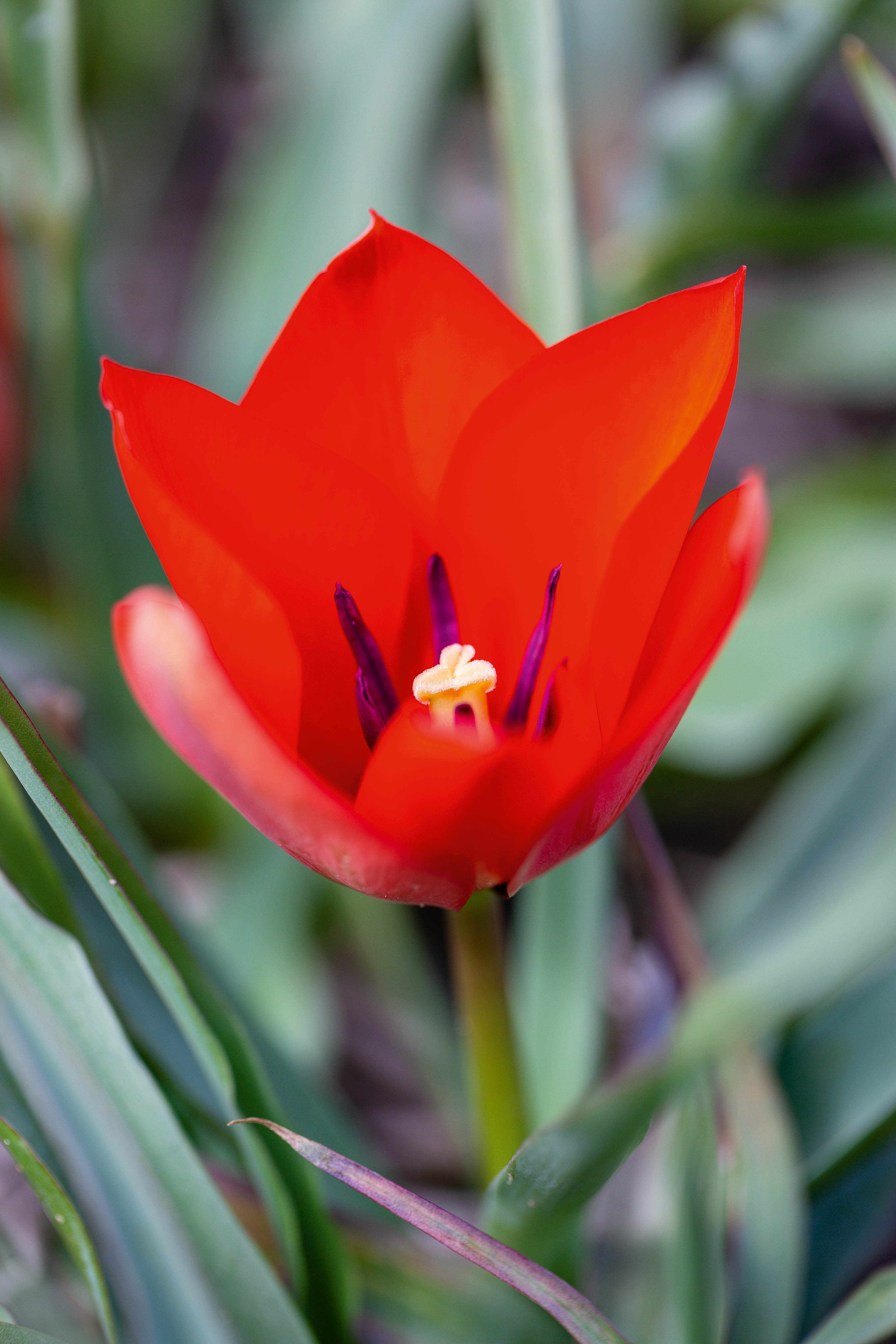 Tulipa linifolia 'Red Hunter'