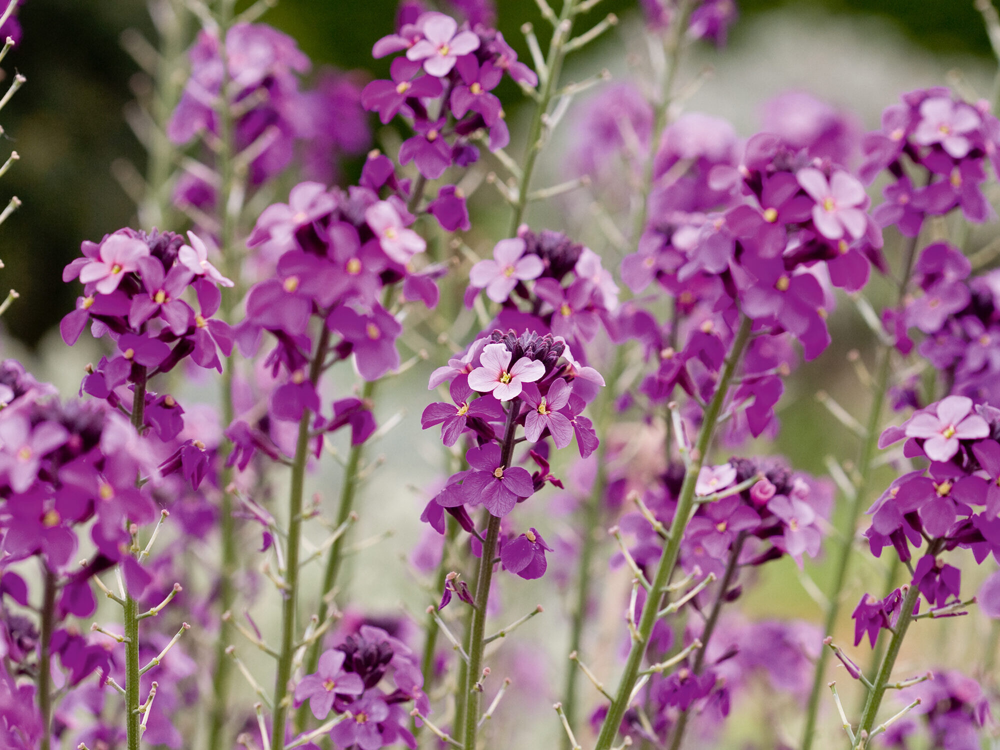 Erysimum 'Bowles Mauve'