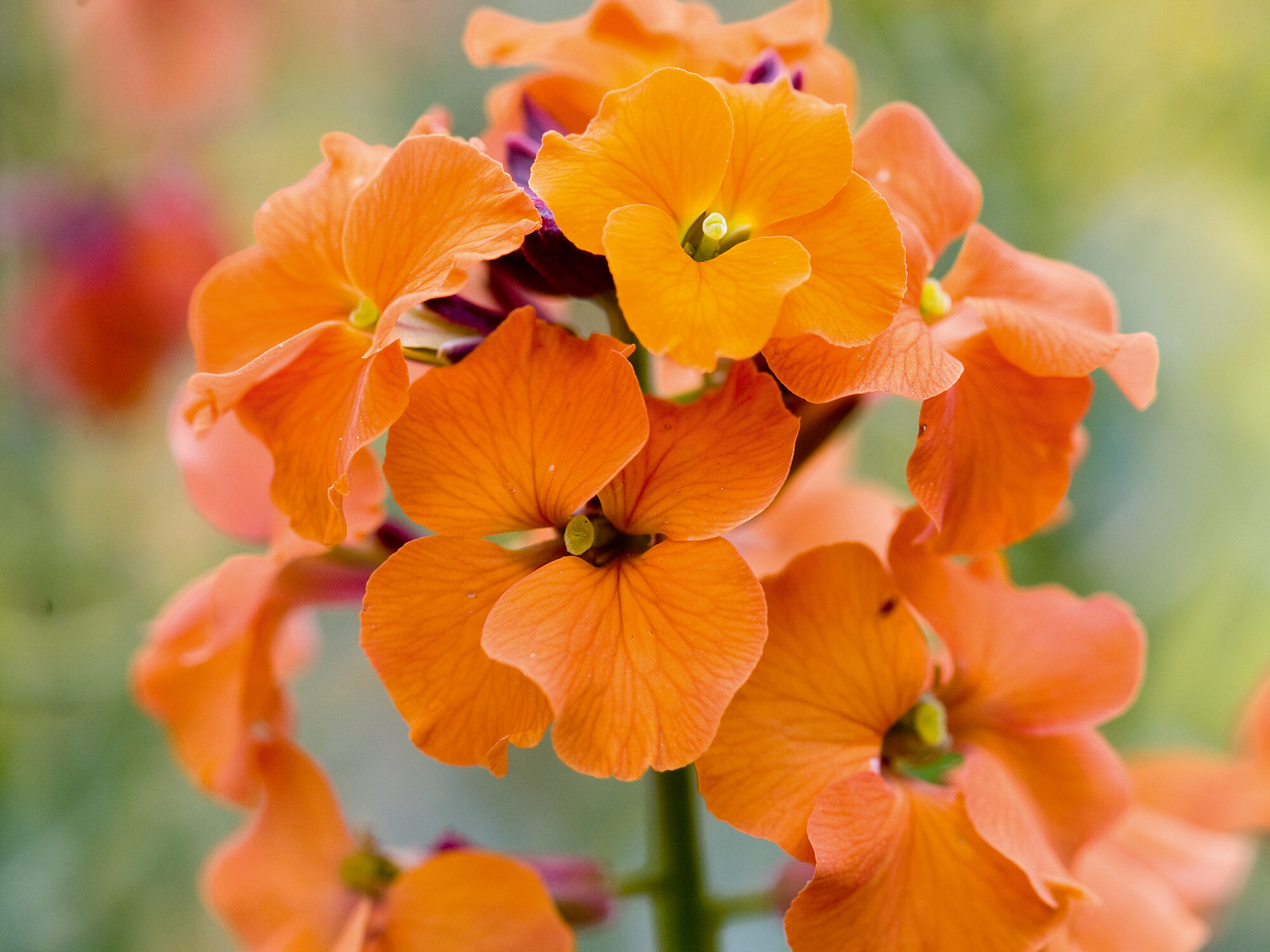 Erysimum 'Apricot Twist'
