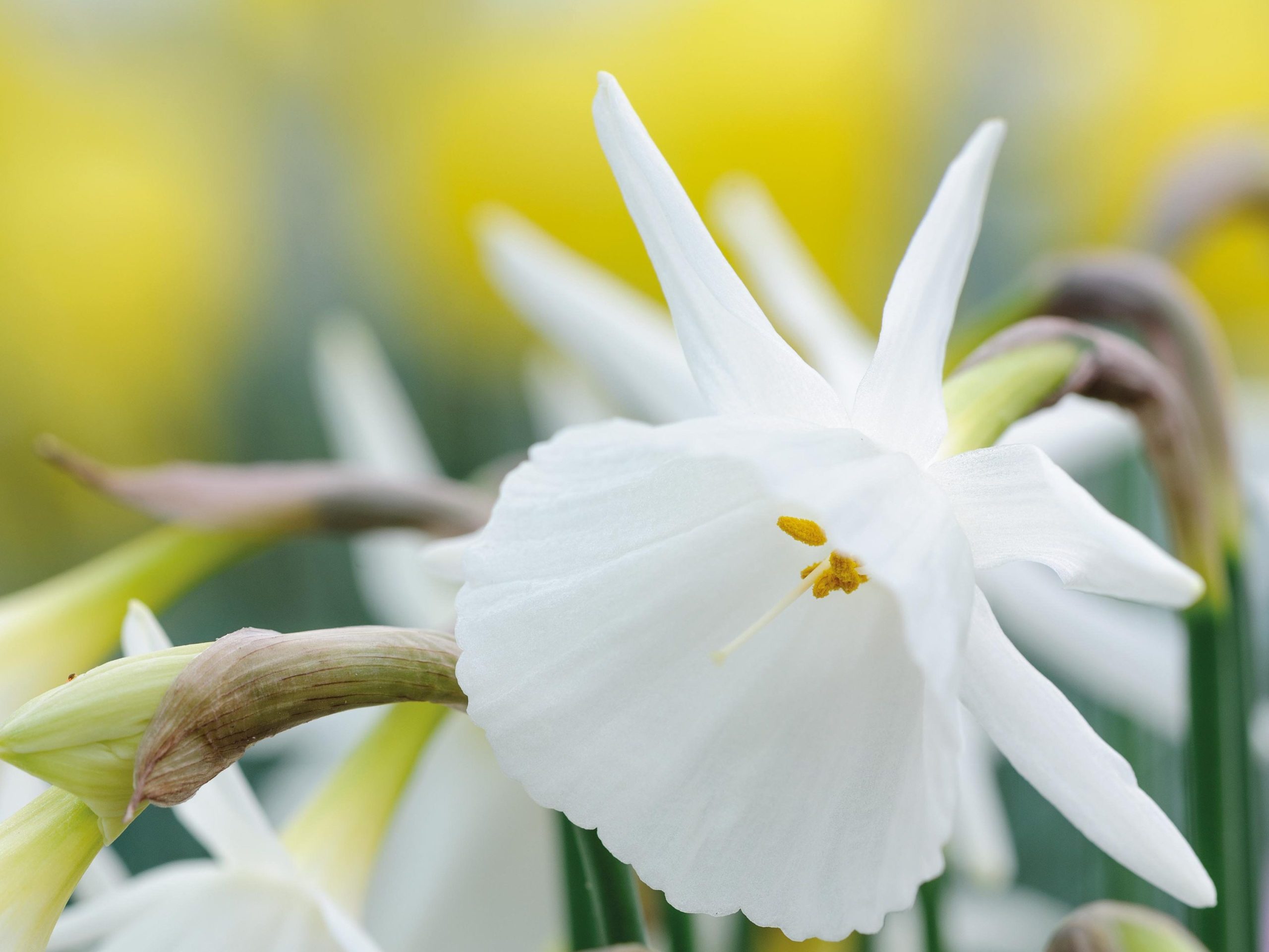 Miniature narcissi: Narcissus 'Giselle'