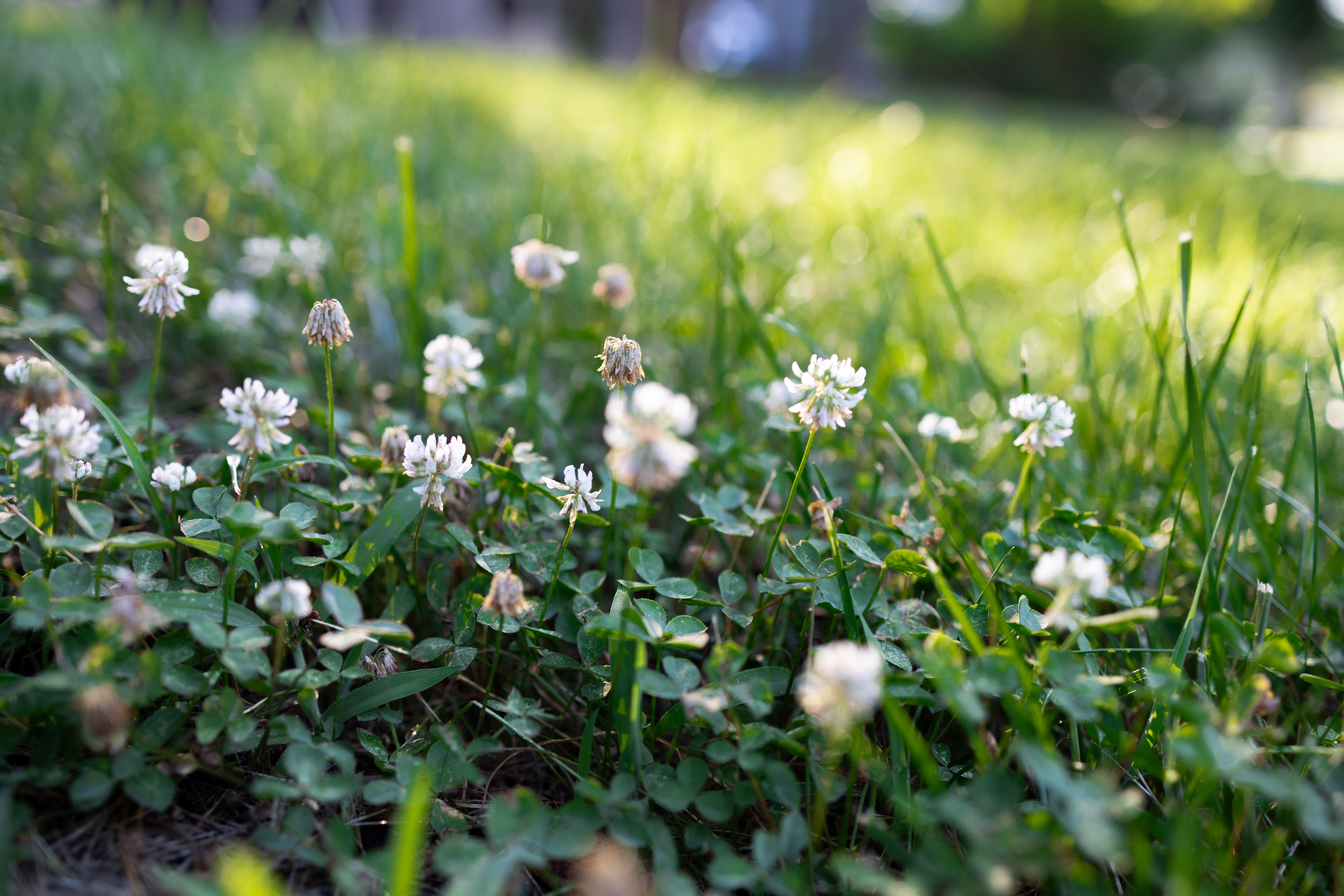 Wild clover in a lawn