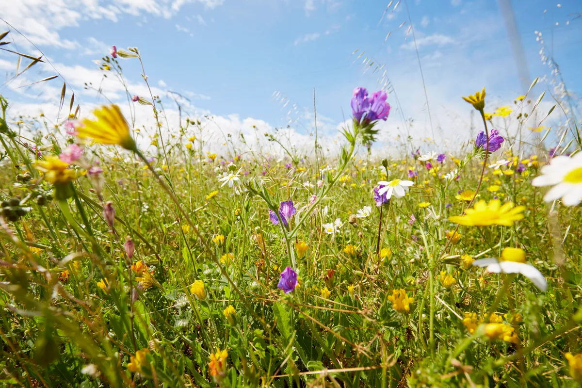 Wildflower meadow against sky in summer Wild flower meadow against sky in summer