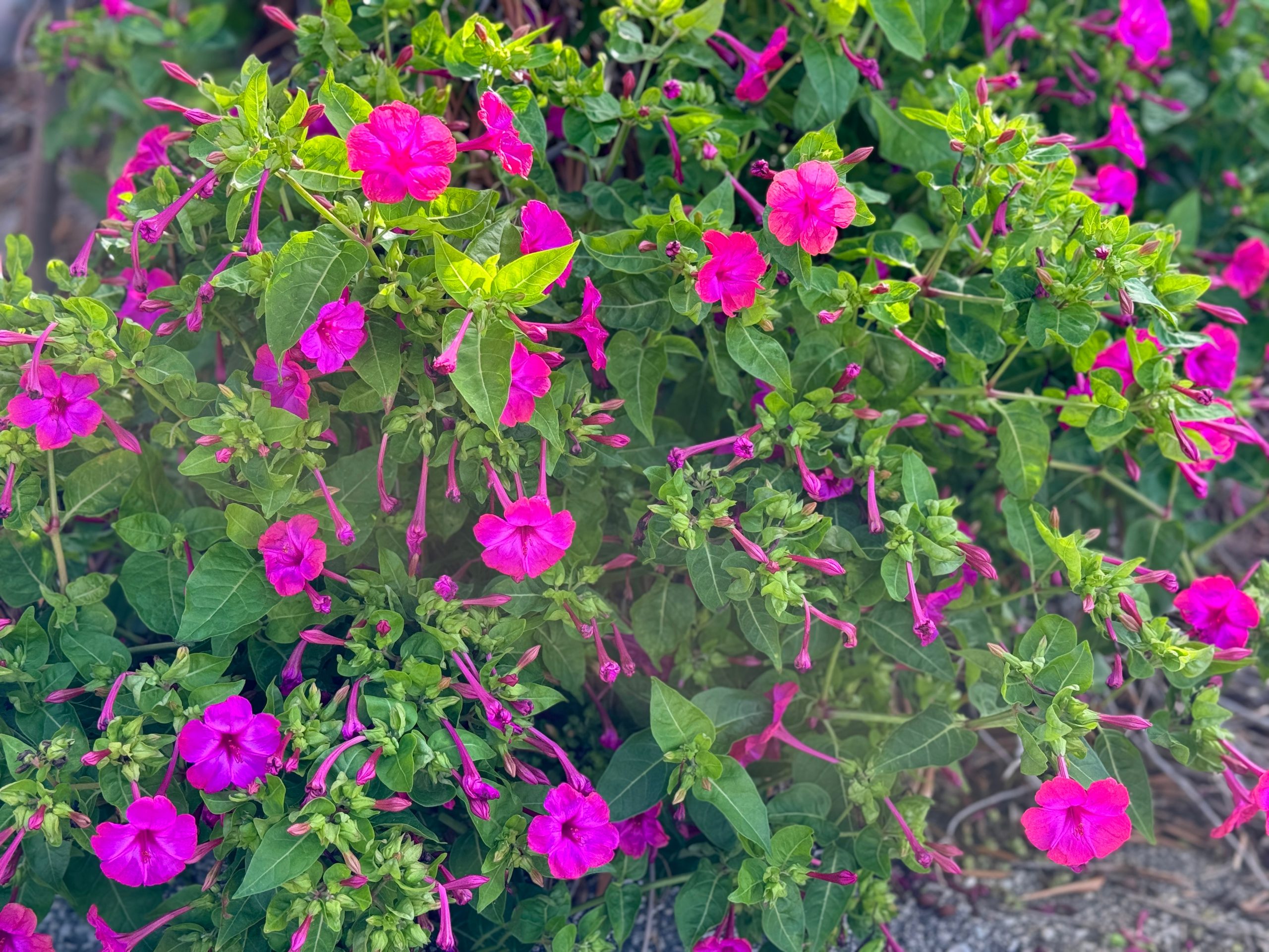 Pink flowers