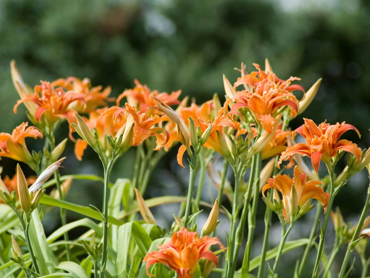 Hemerocallis fulva Flore Pleno Orange flowers