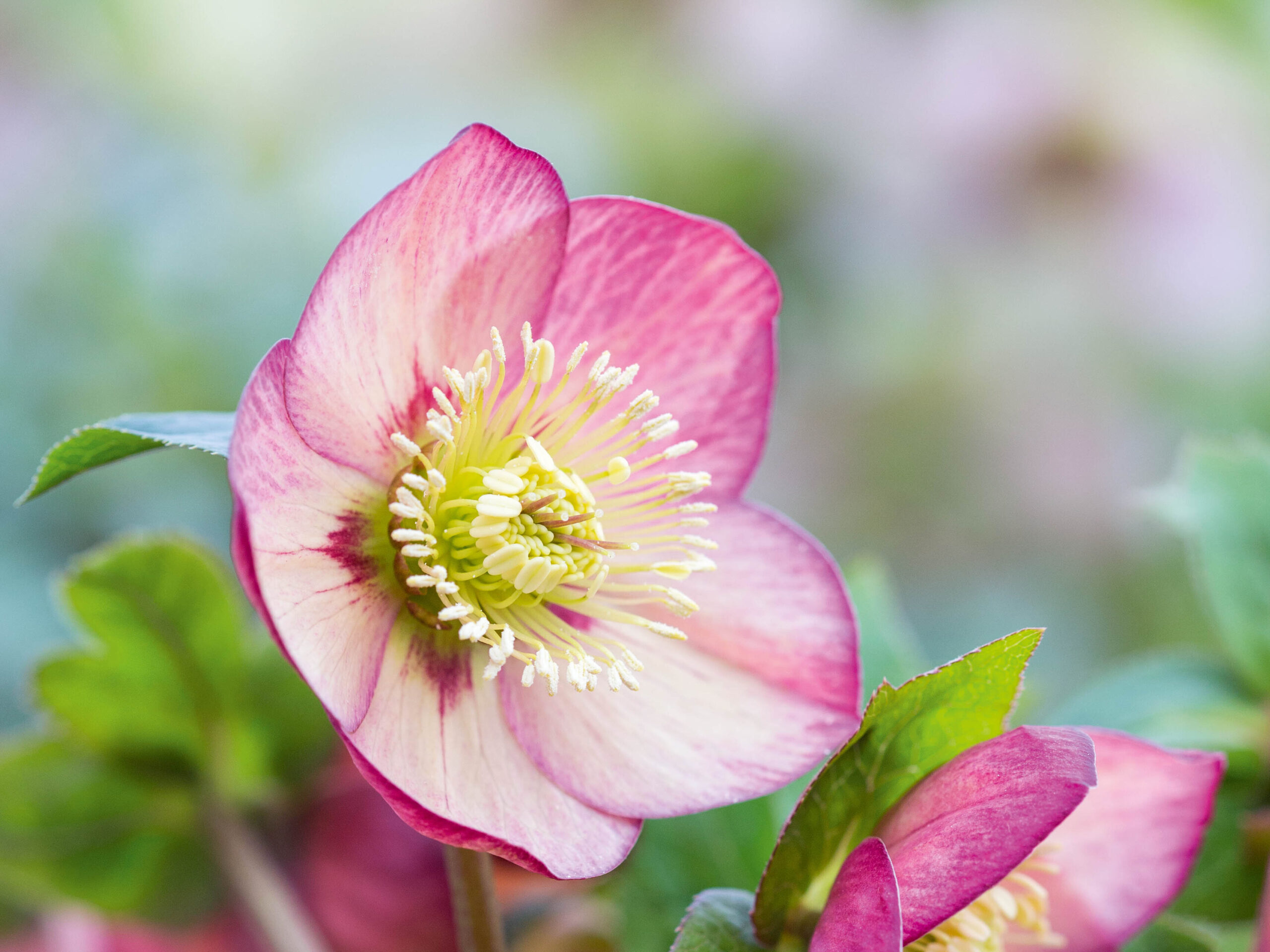 Helleborus x hybridus Red Apricot