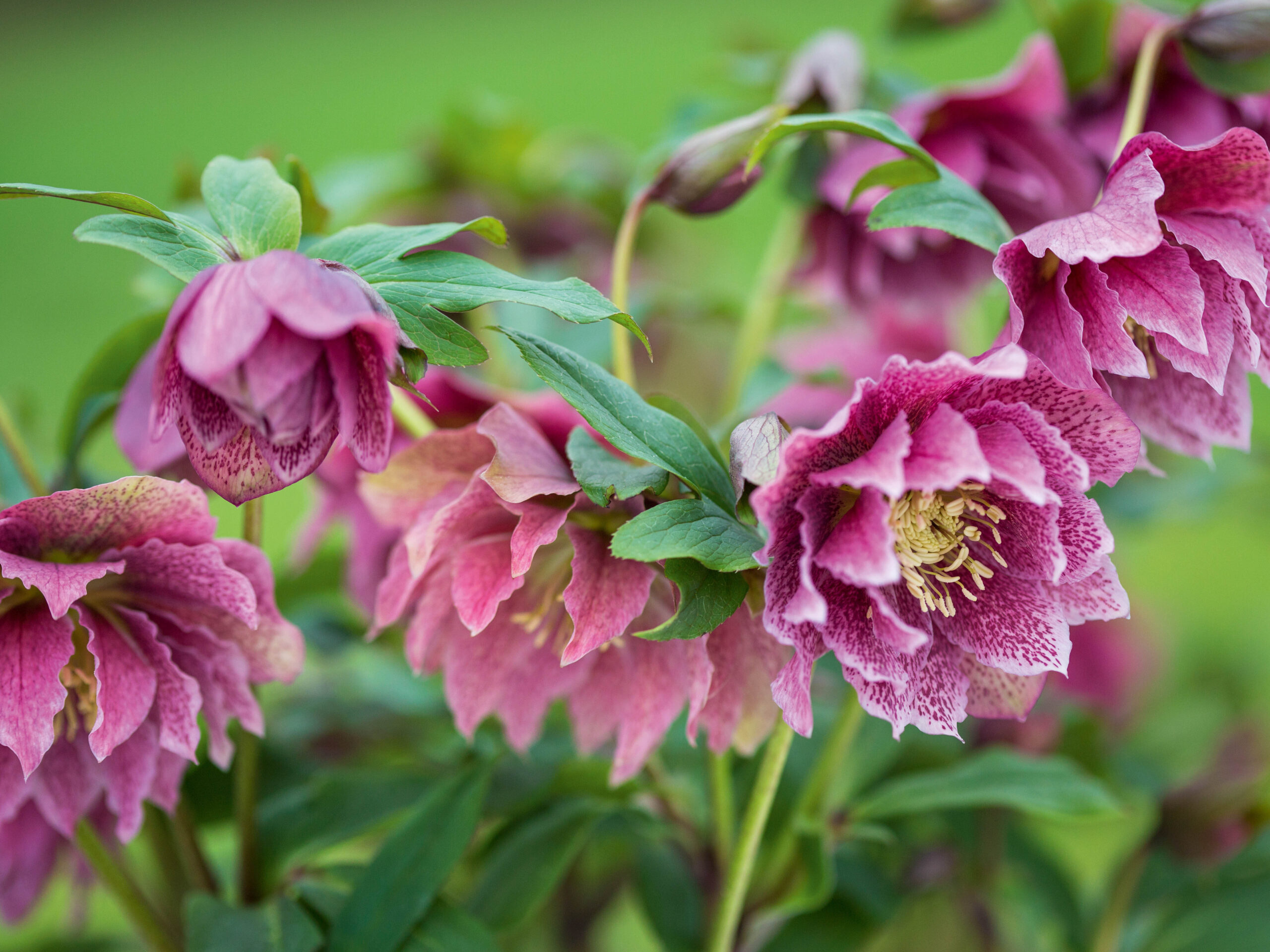 Helleborus x hybridus Pink Red Speckle Double