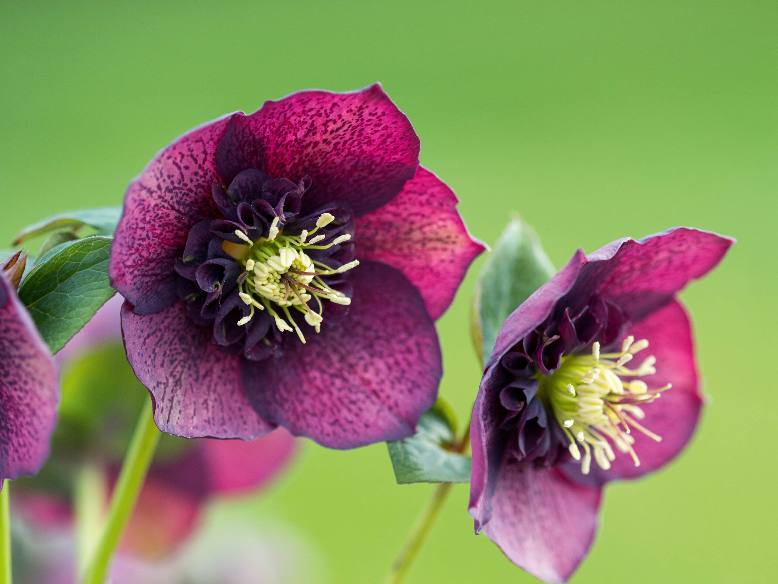 Helleborus x hybridus Purple Speckle