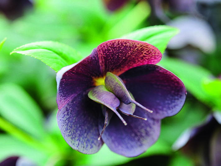 Helleborus x hvbridus 'Harvington Red'