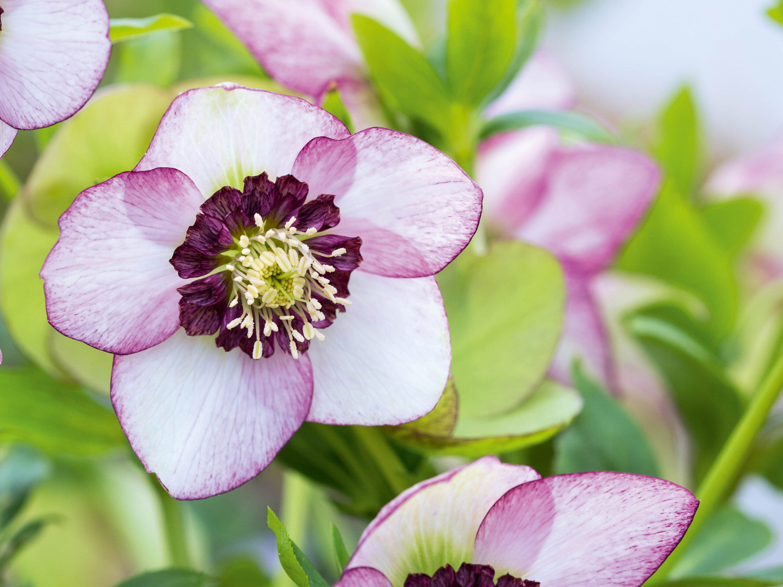Helleborus x hybridus Picotee Anemone