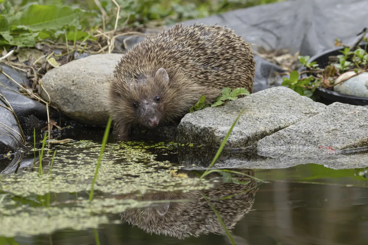 European hedgehog (Erinaceus europaeus) adult animal drinking at a garden pond European hedgehog (Erinaceus europaeus) adult animal drinking at a garden pond