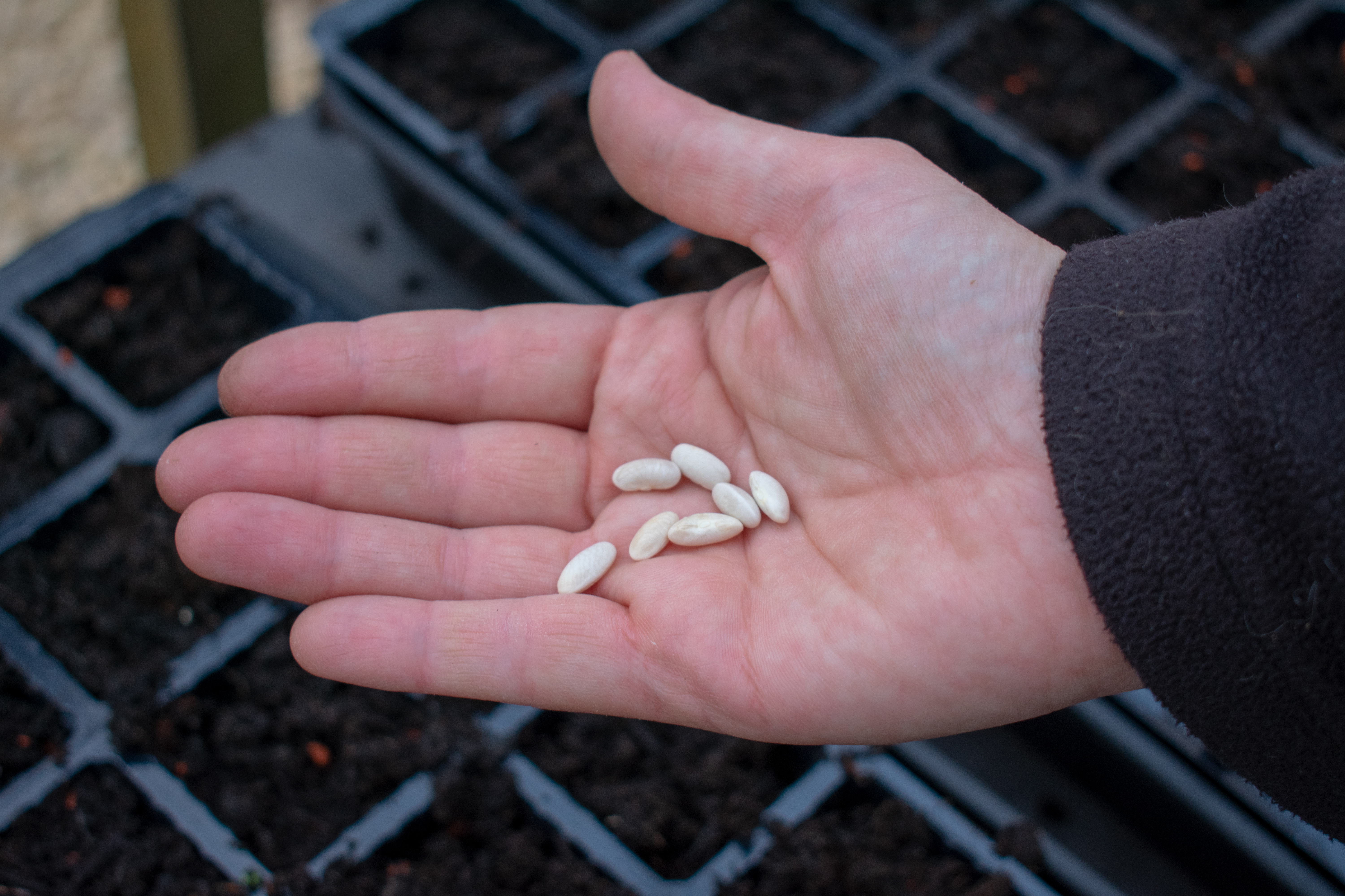 Sowing large seeds
