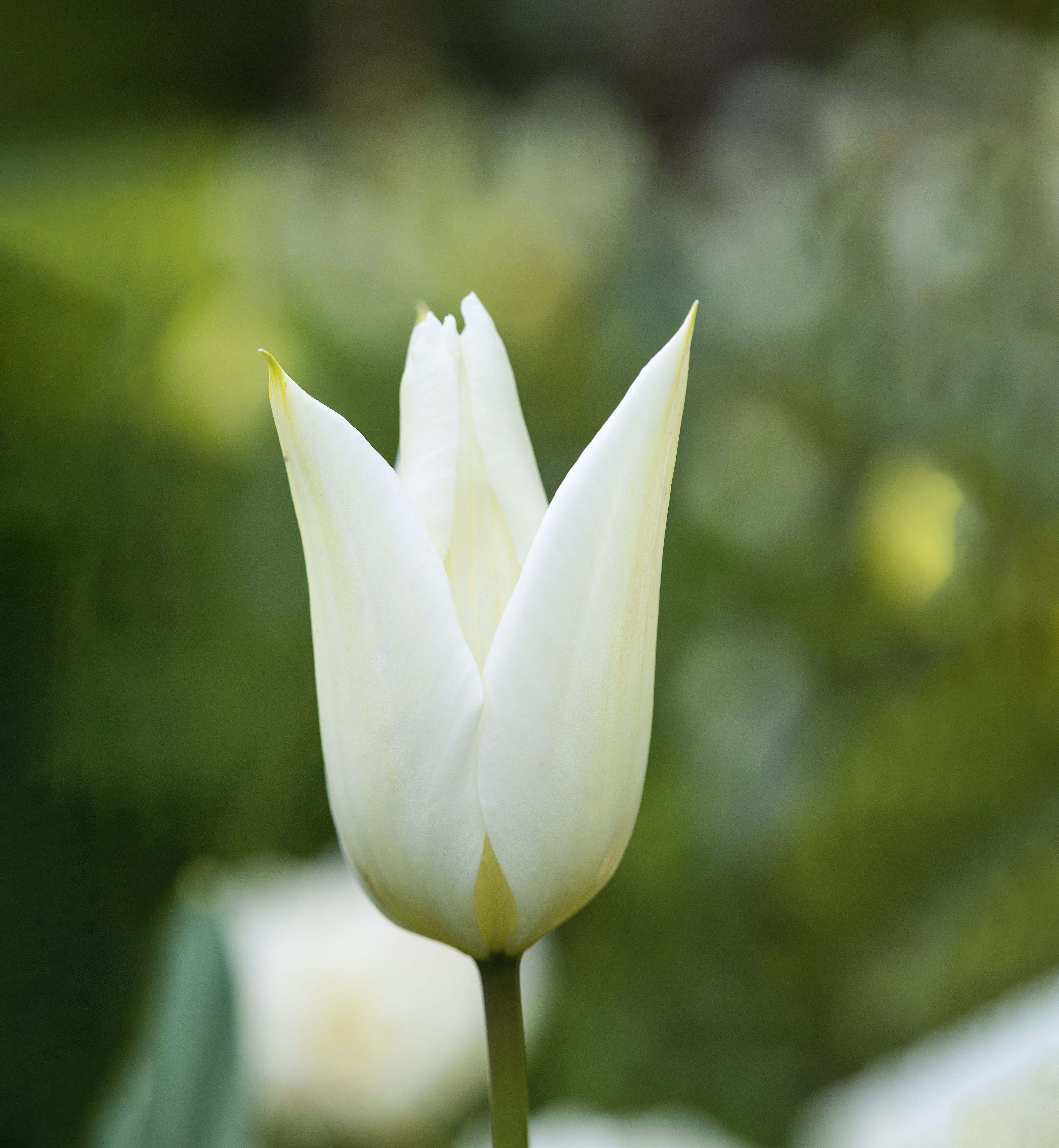 Tulipa White Triumphator