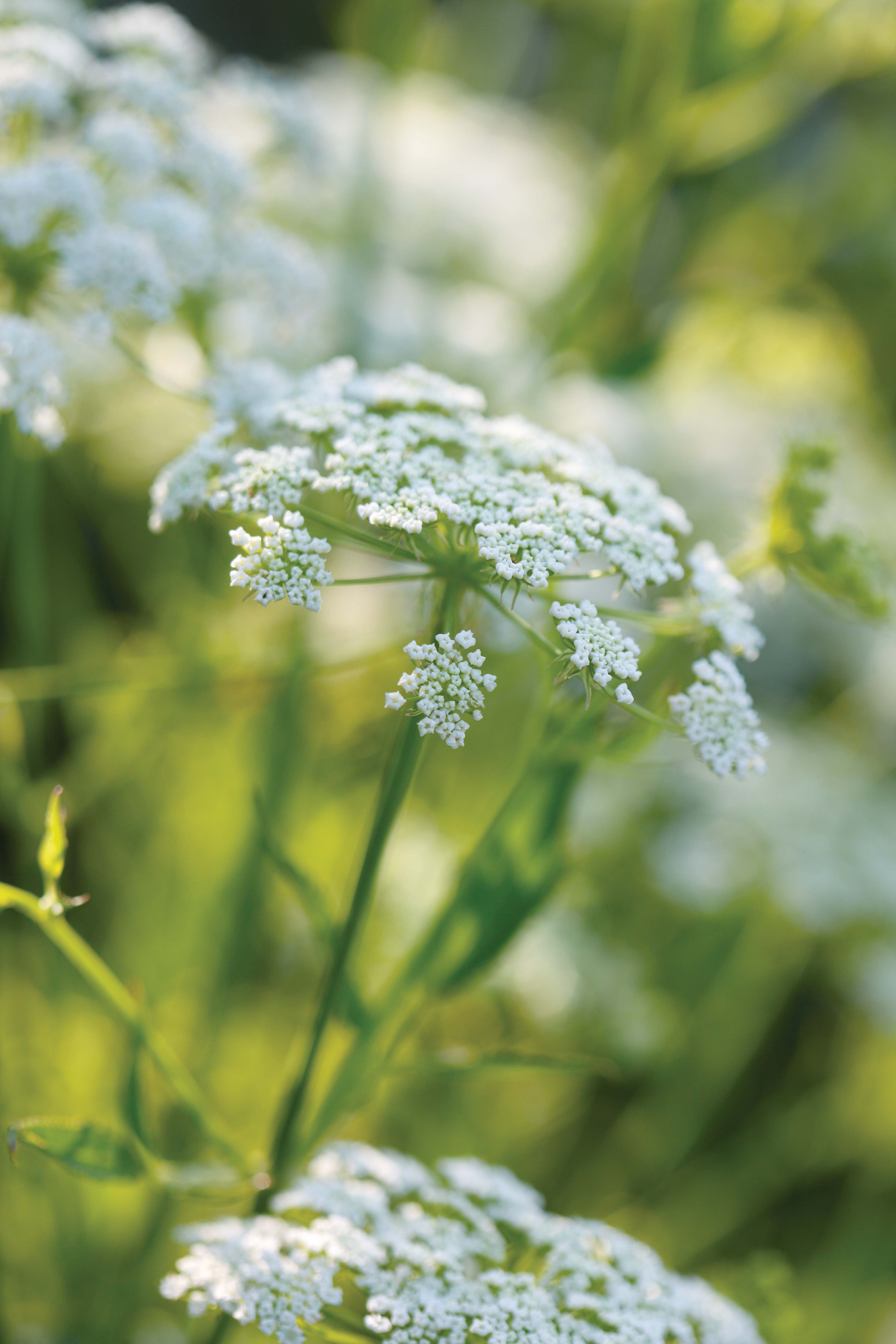 Sium sisarum - perfect white flowers for the garden 