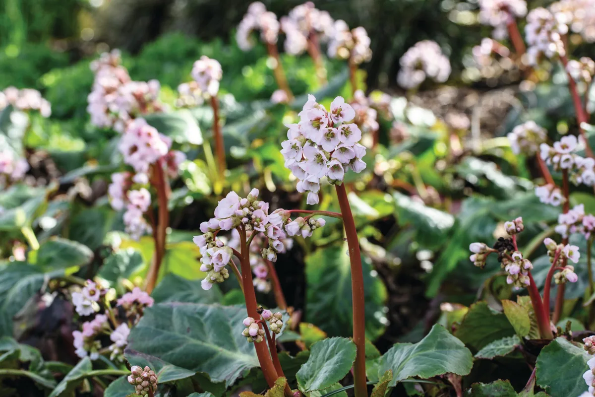 Bergenia ‘Schneekoenigin’ Bergenia ‘Schneekoenigin’