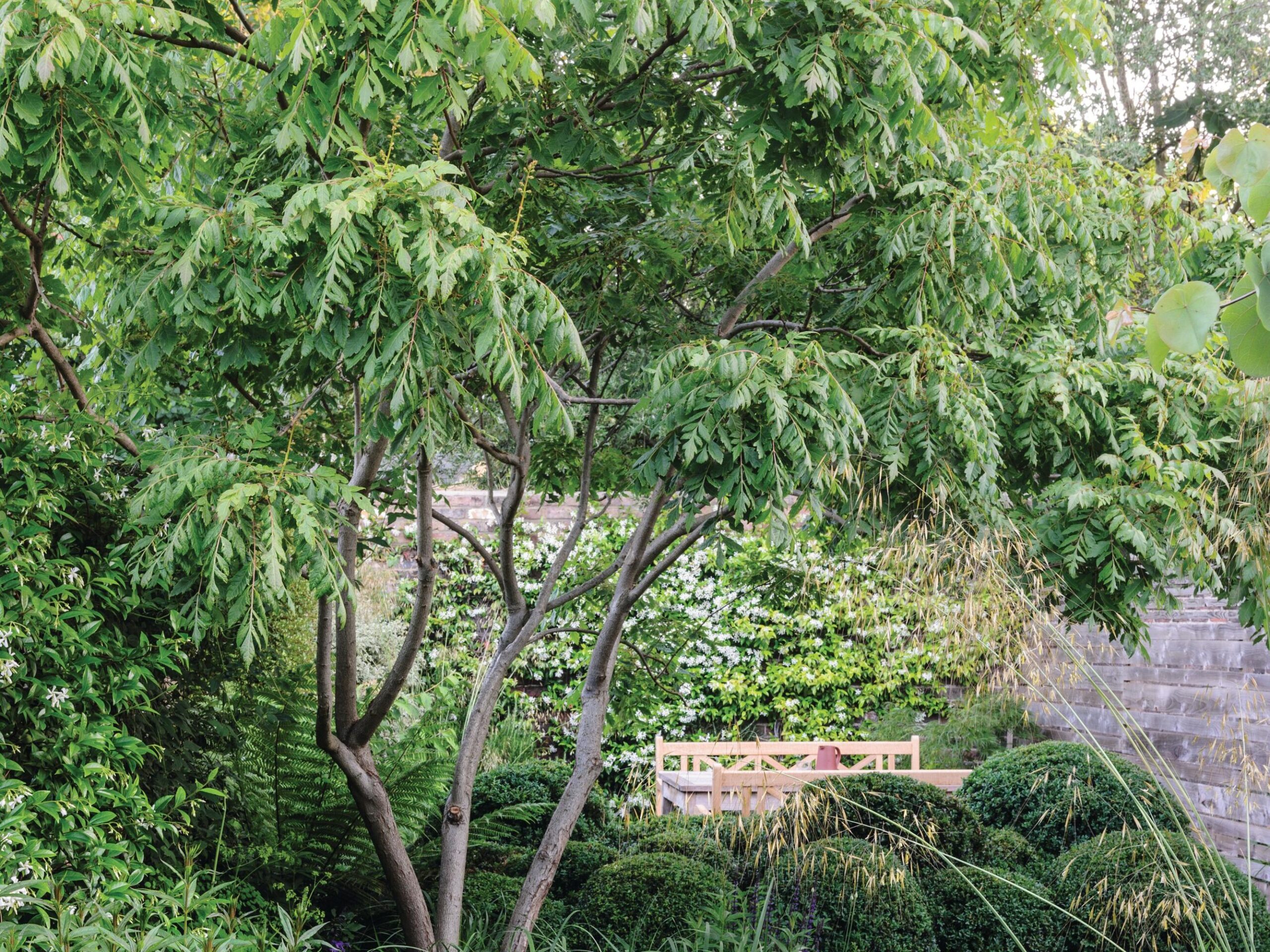 Koelreuteria paniculata