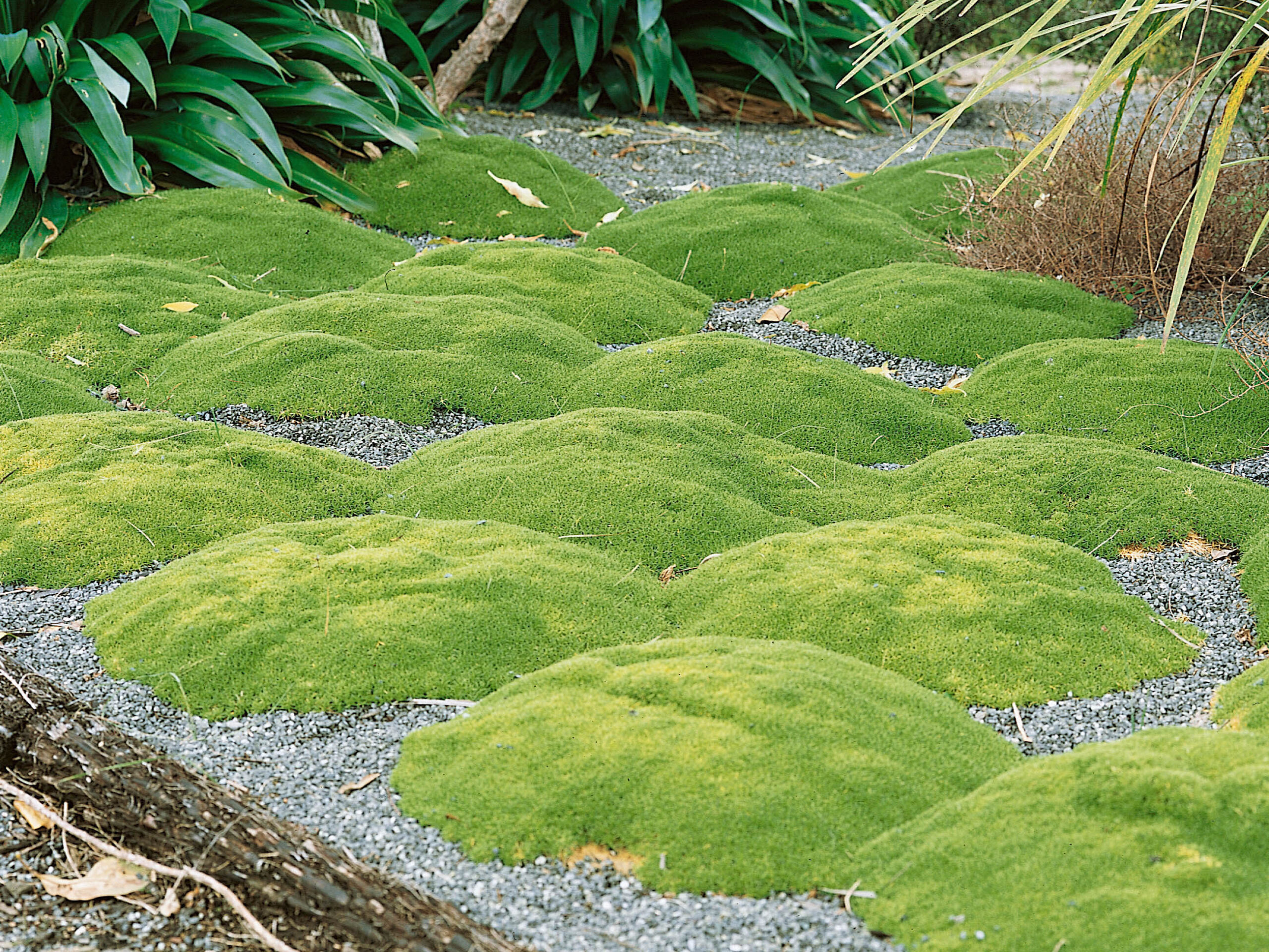 Scleranthus biflorus
