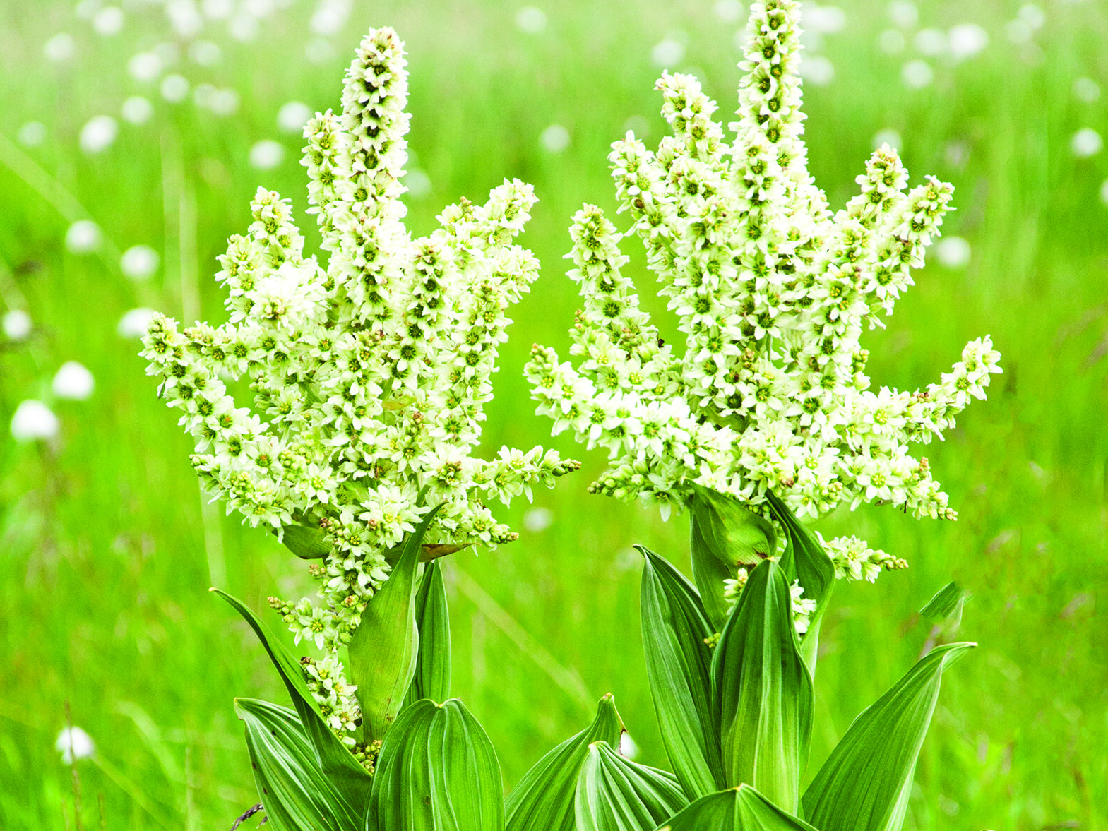 Veratrum False Hellebore