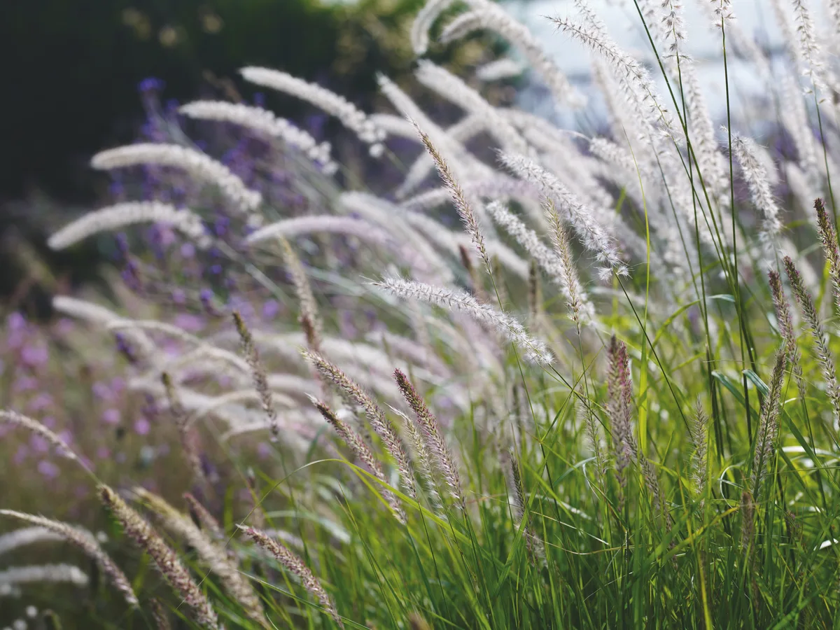 Pennisetum orientale 'Tall Tails' Pennisetum orientale 'Tall Tails'