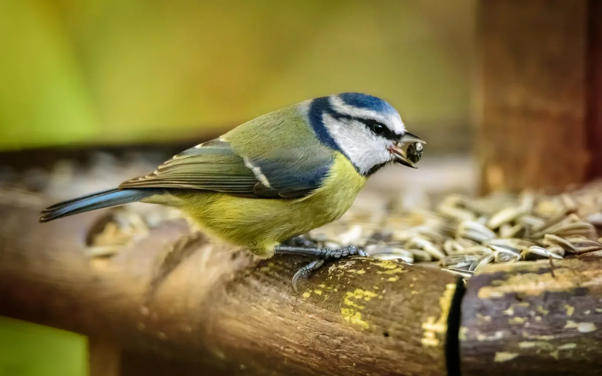 Blue tit on garden bird feeder Blue tit on garden bird feeder
