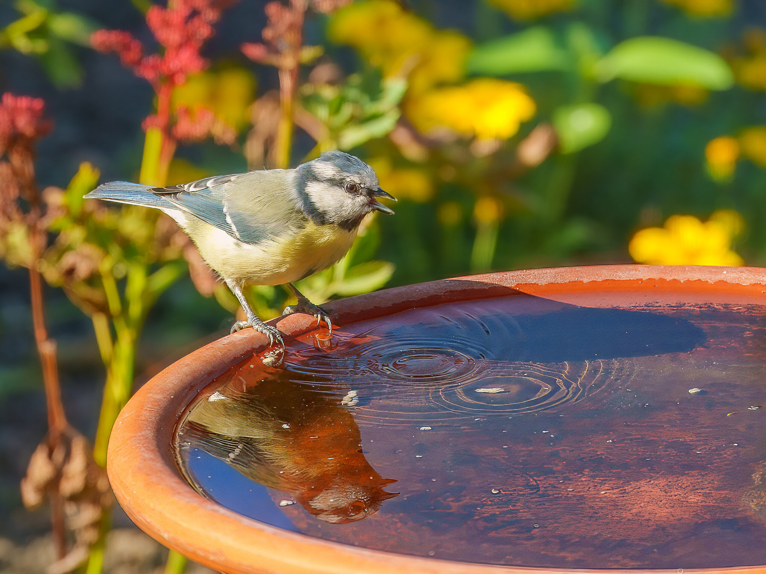 A blue tit drinking at a bird bath in the garden 