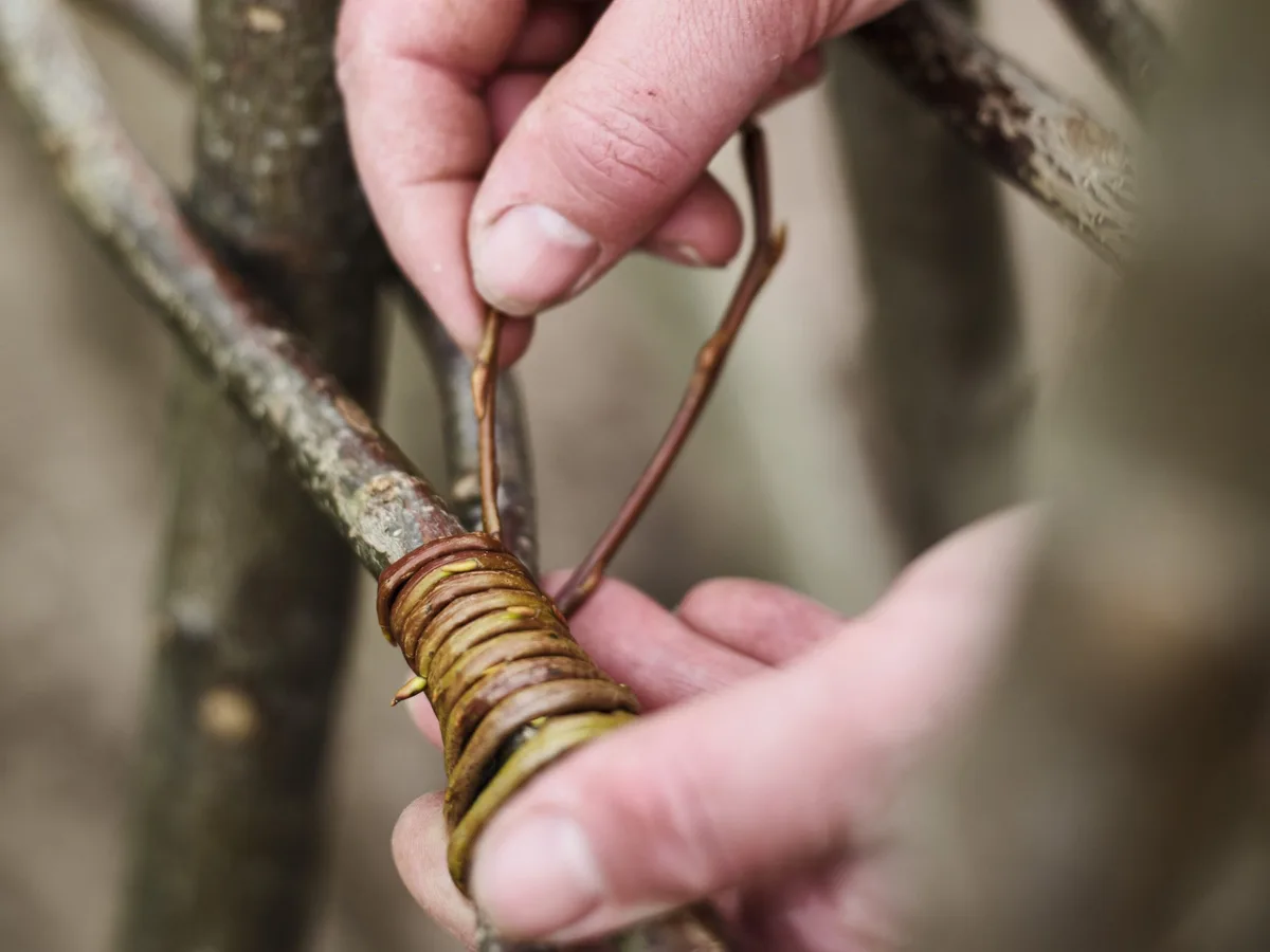 Bean pole support step 4 Plant support