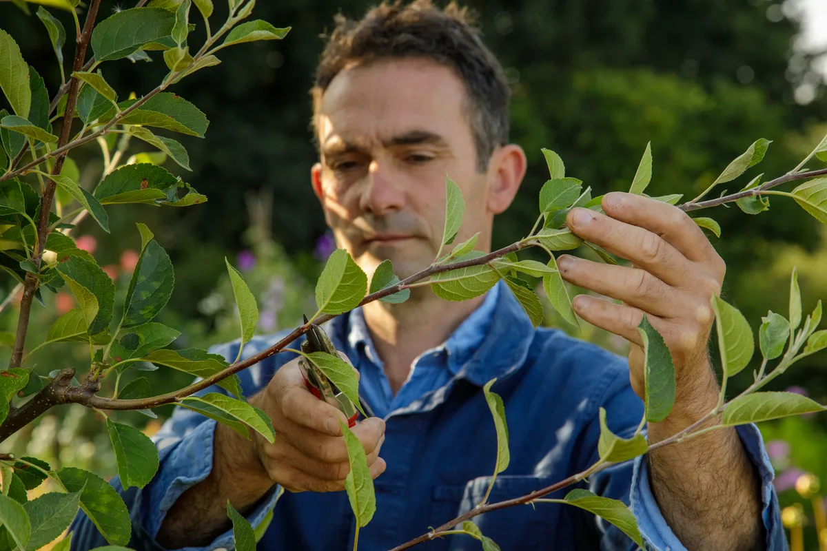 Cutting back shrubs at Sissinghurst Man gardening at Sissinghurst