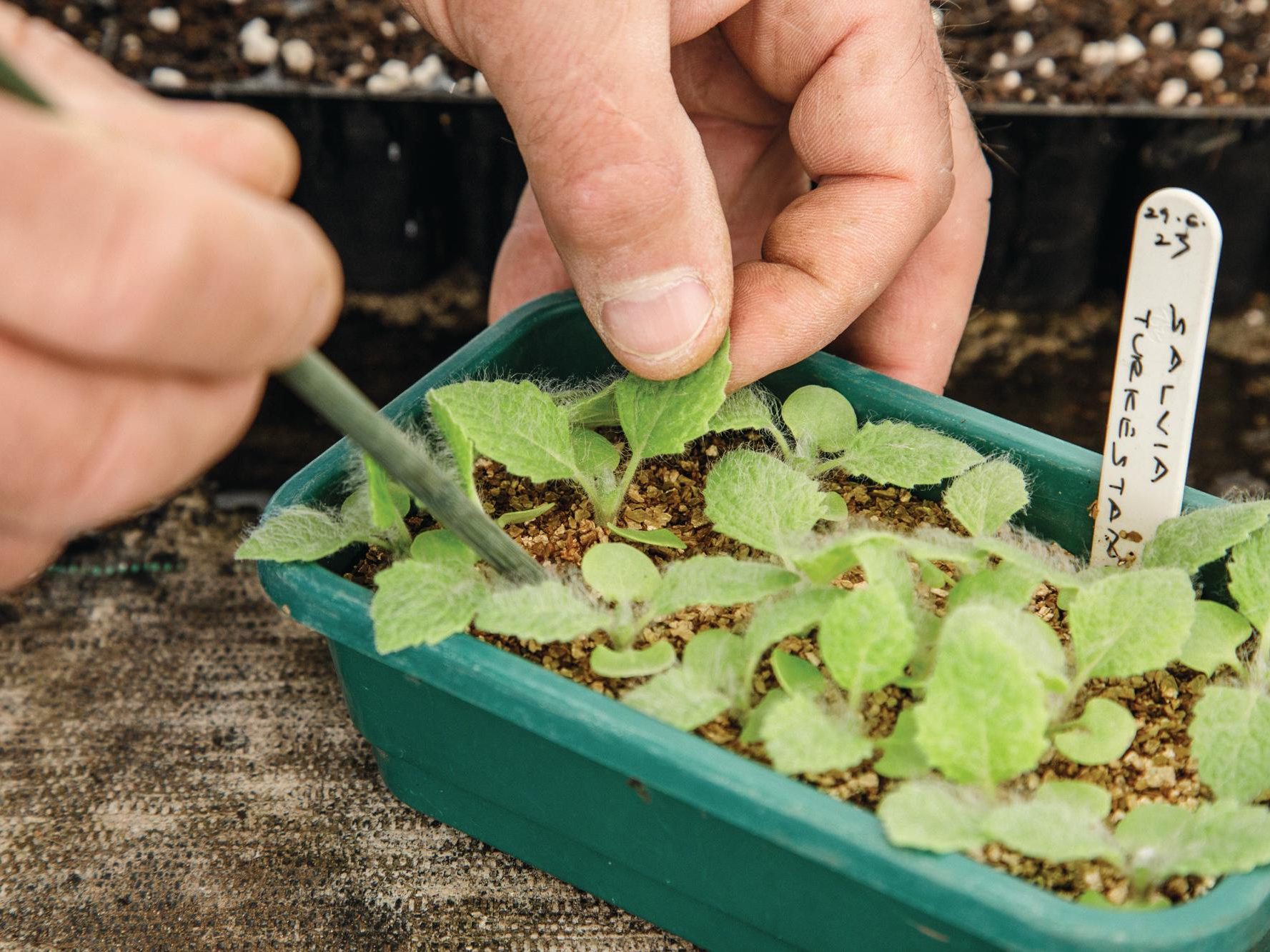 Sewing seeds in containers
