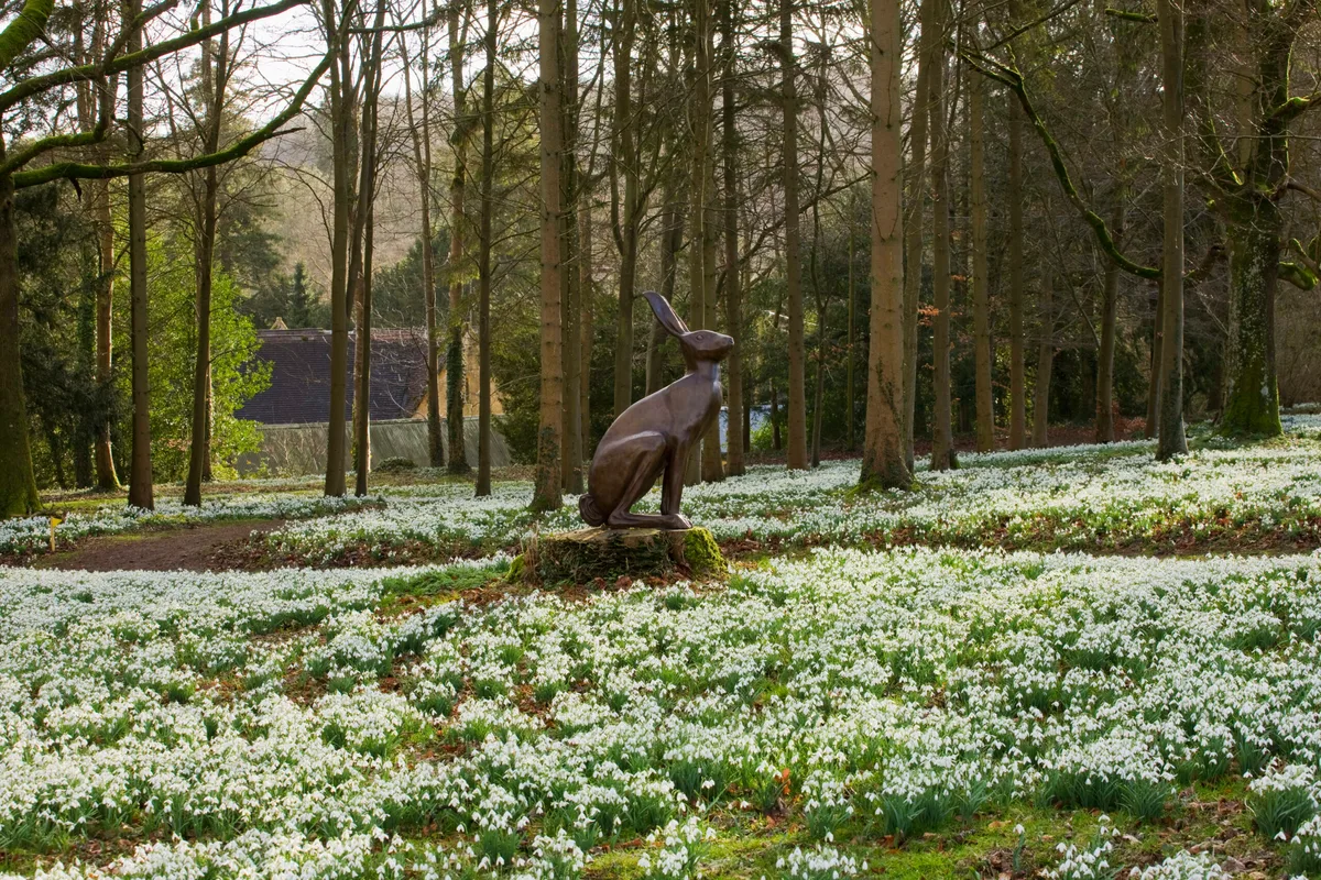 Snowdrops at Colesbourne Park Snowdrops at Colesbourne Park