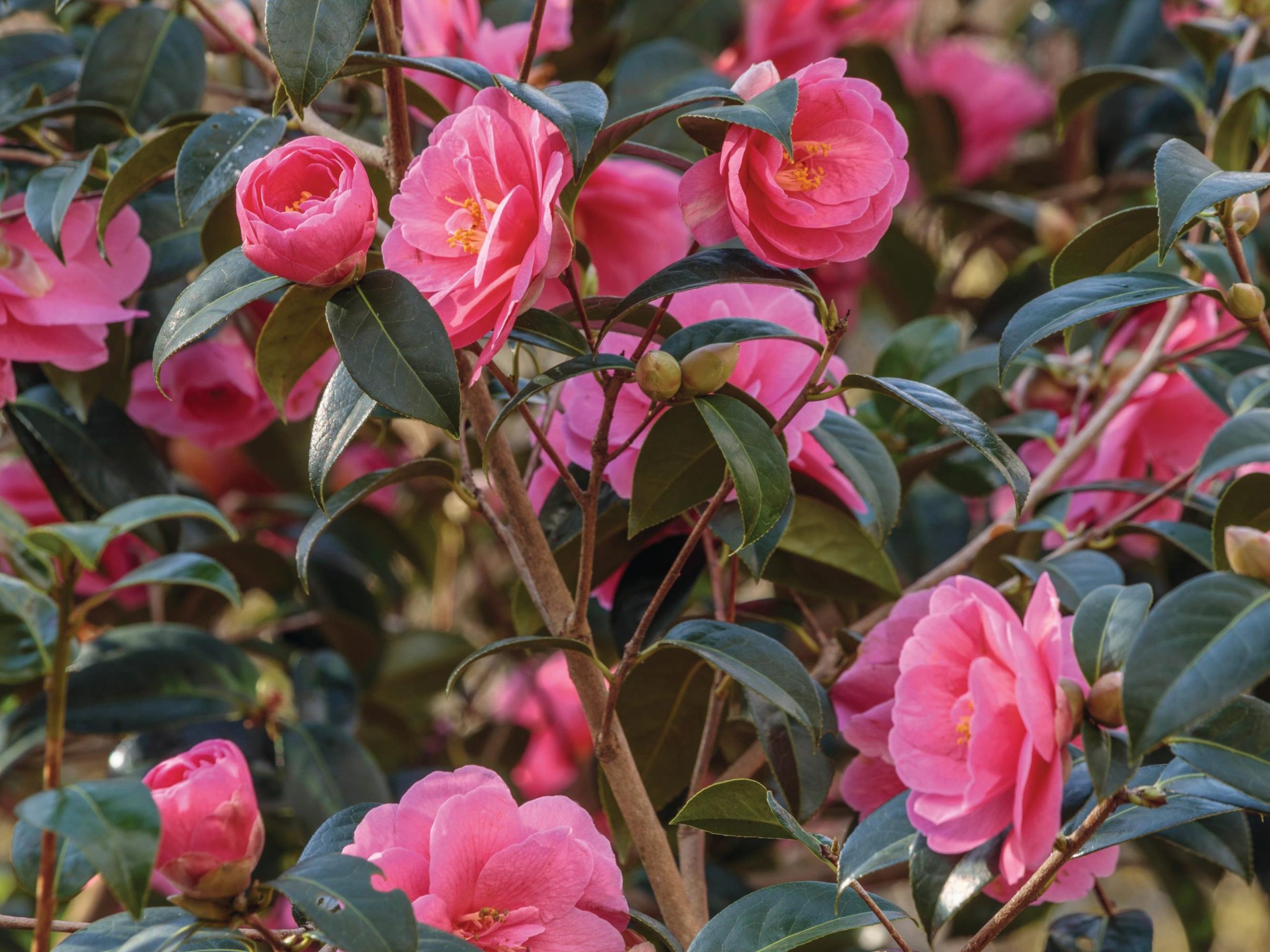 Camellia ‘Inspiration’