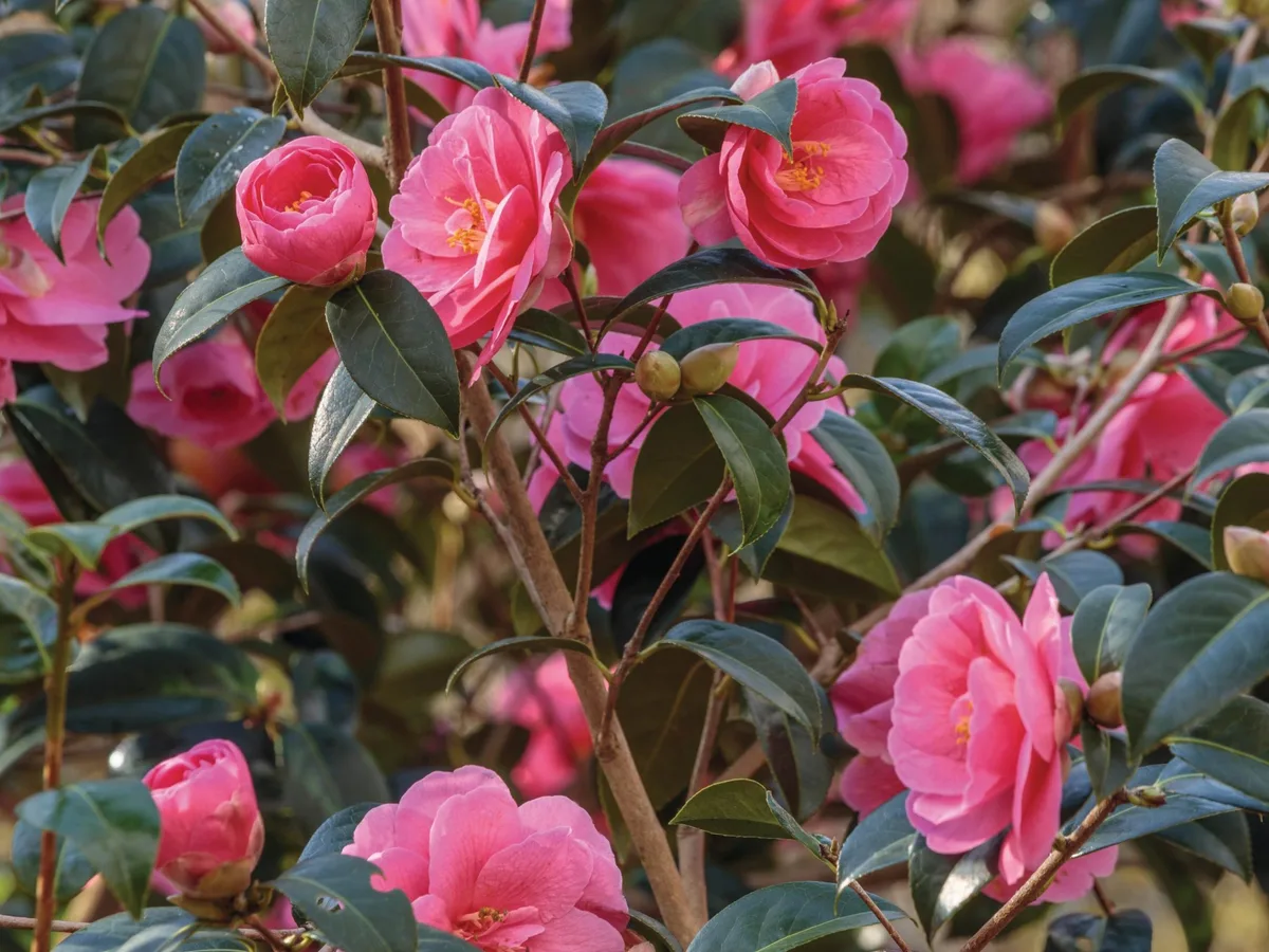 Camellia ‘Inspiration’ Camellia ‘Inspiration’