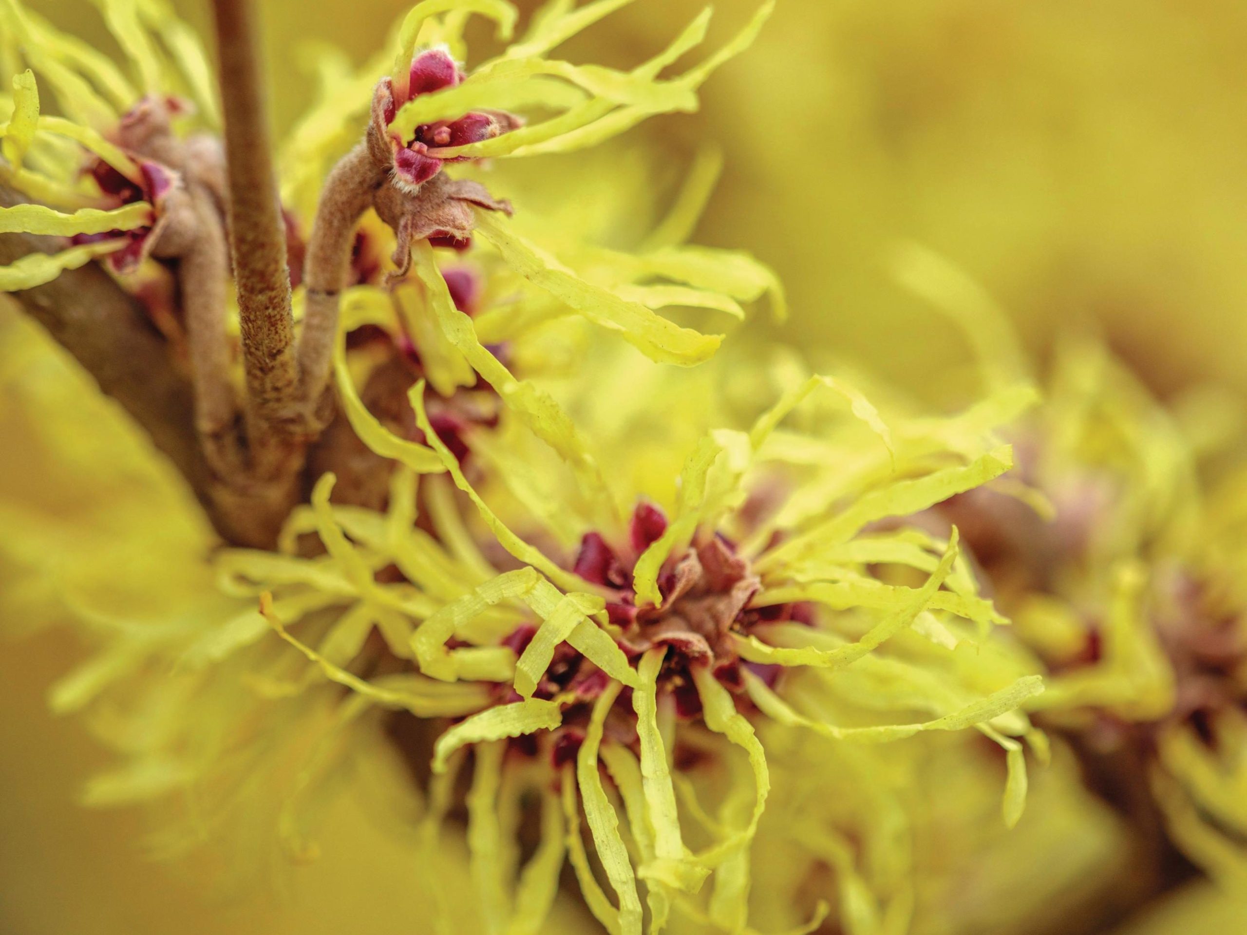 Hamamelis x intermedia ‘Pallida’