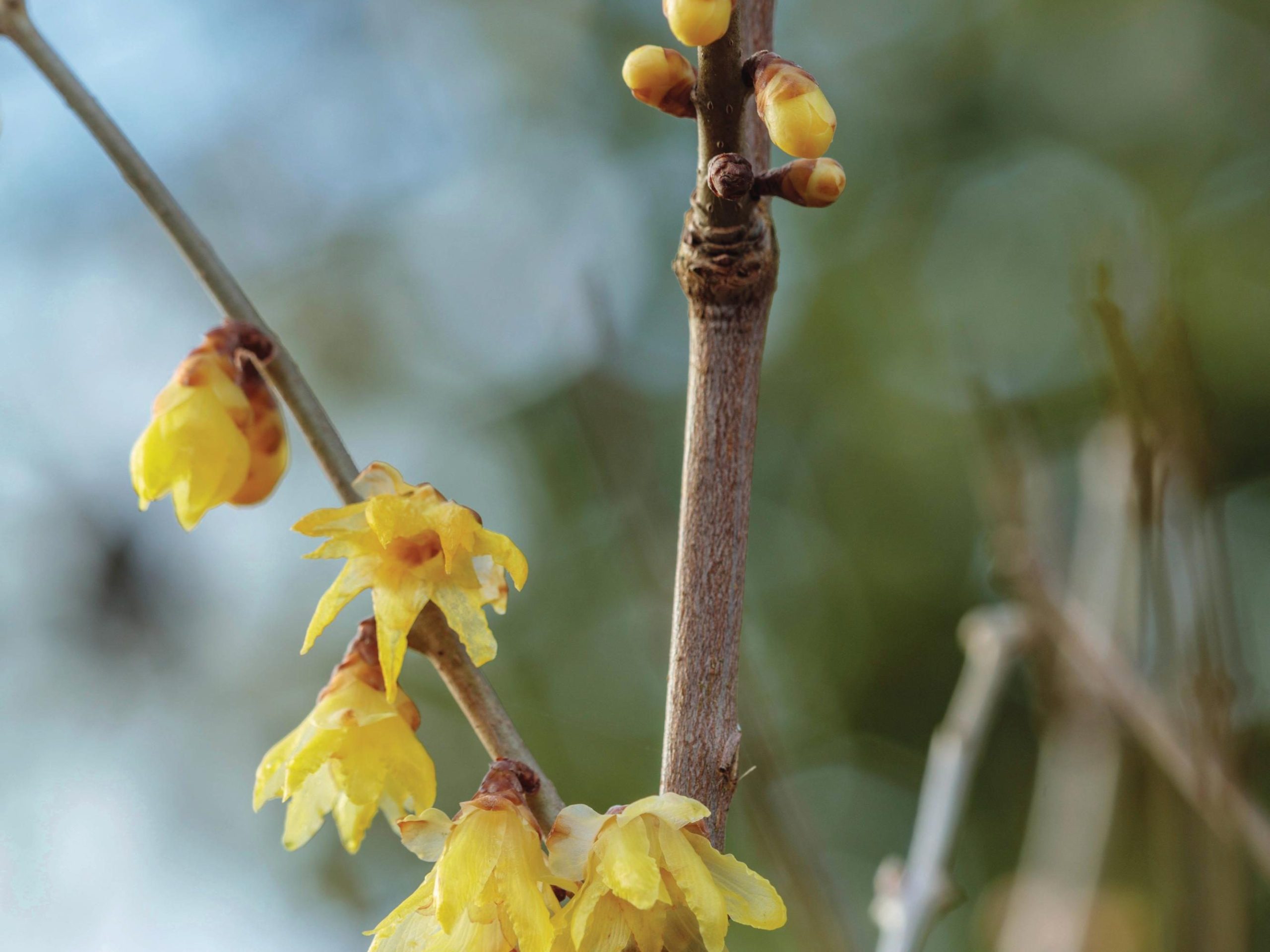 Chimonanthus praecox ‘Luteus’