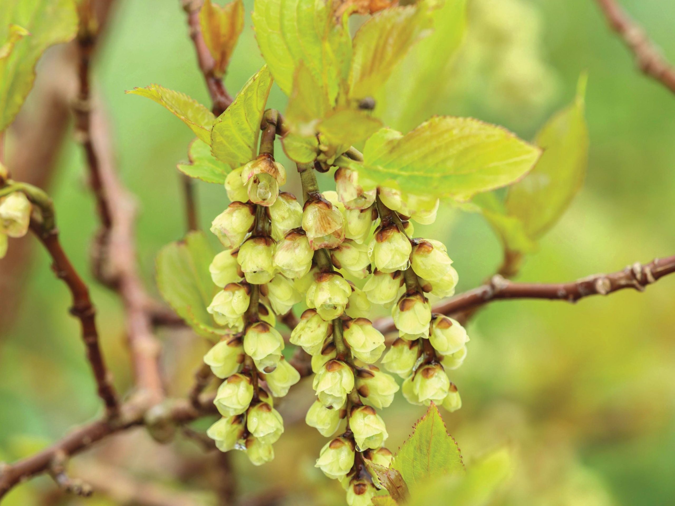 Stachyurus chinensis