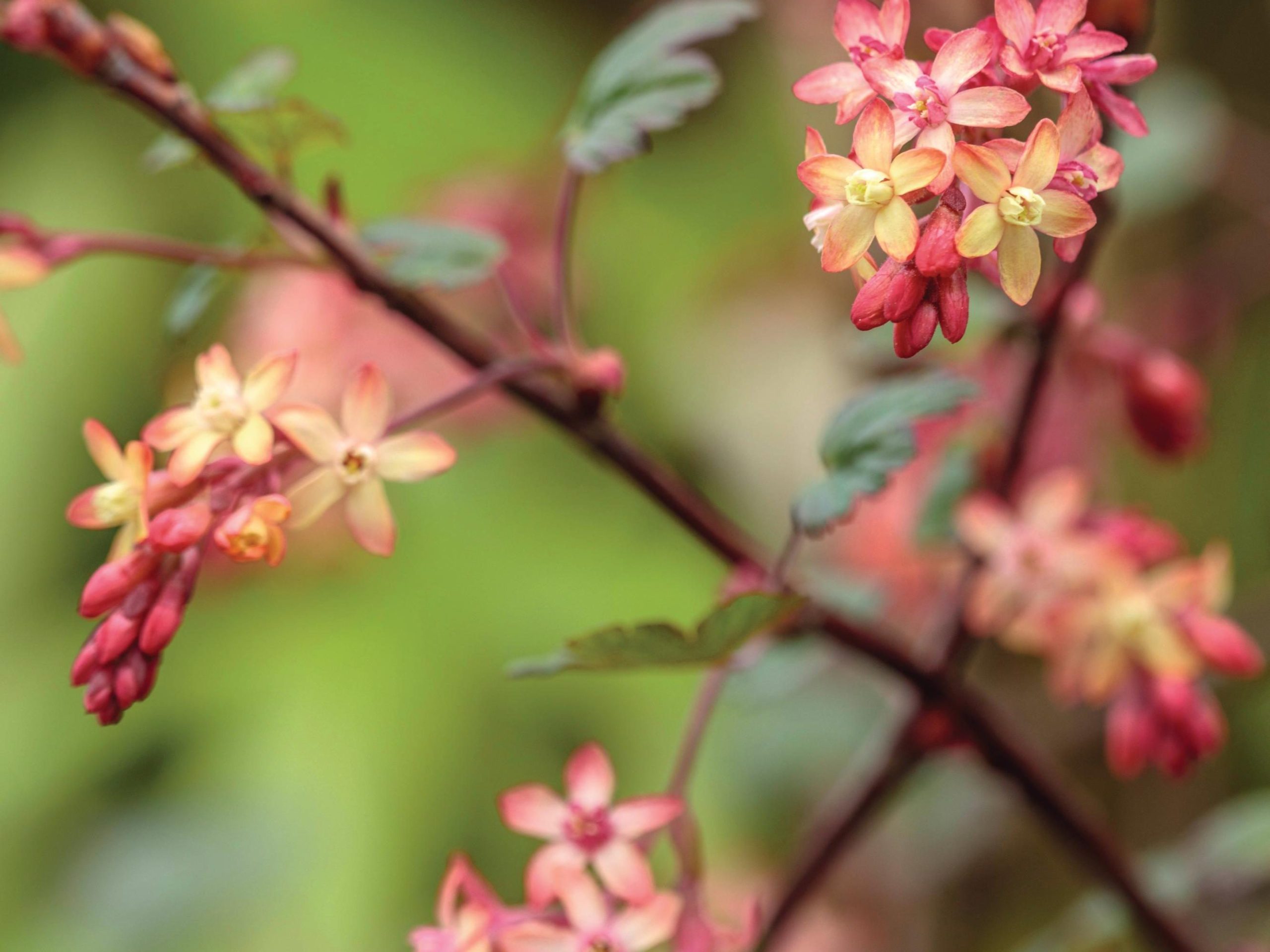 Ribes x beatonii pink flowered plant