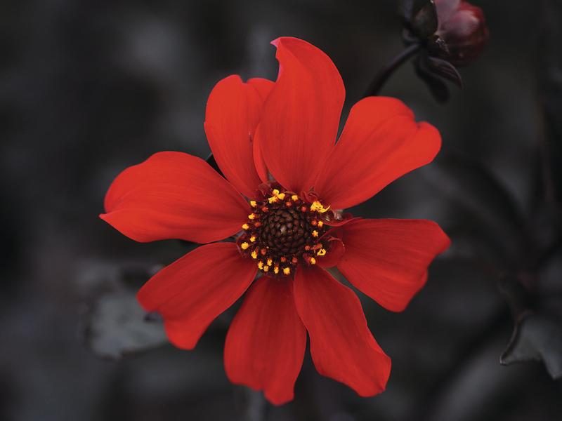 Dahlia pinnata 'Black Forest Ruby'