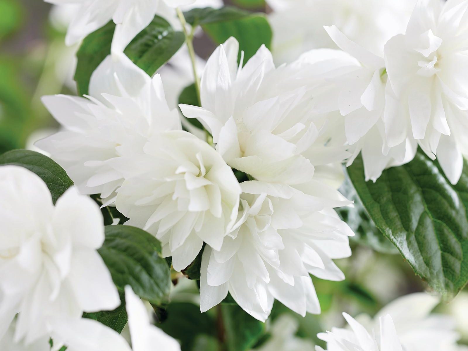 Philadelphus 'Pearls of perfume'