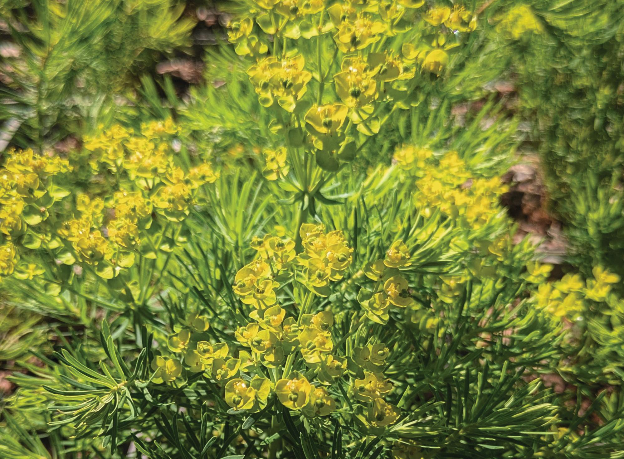 EUPHORBIA X GAYERI ‘BETTEN’