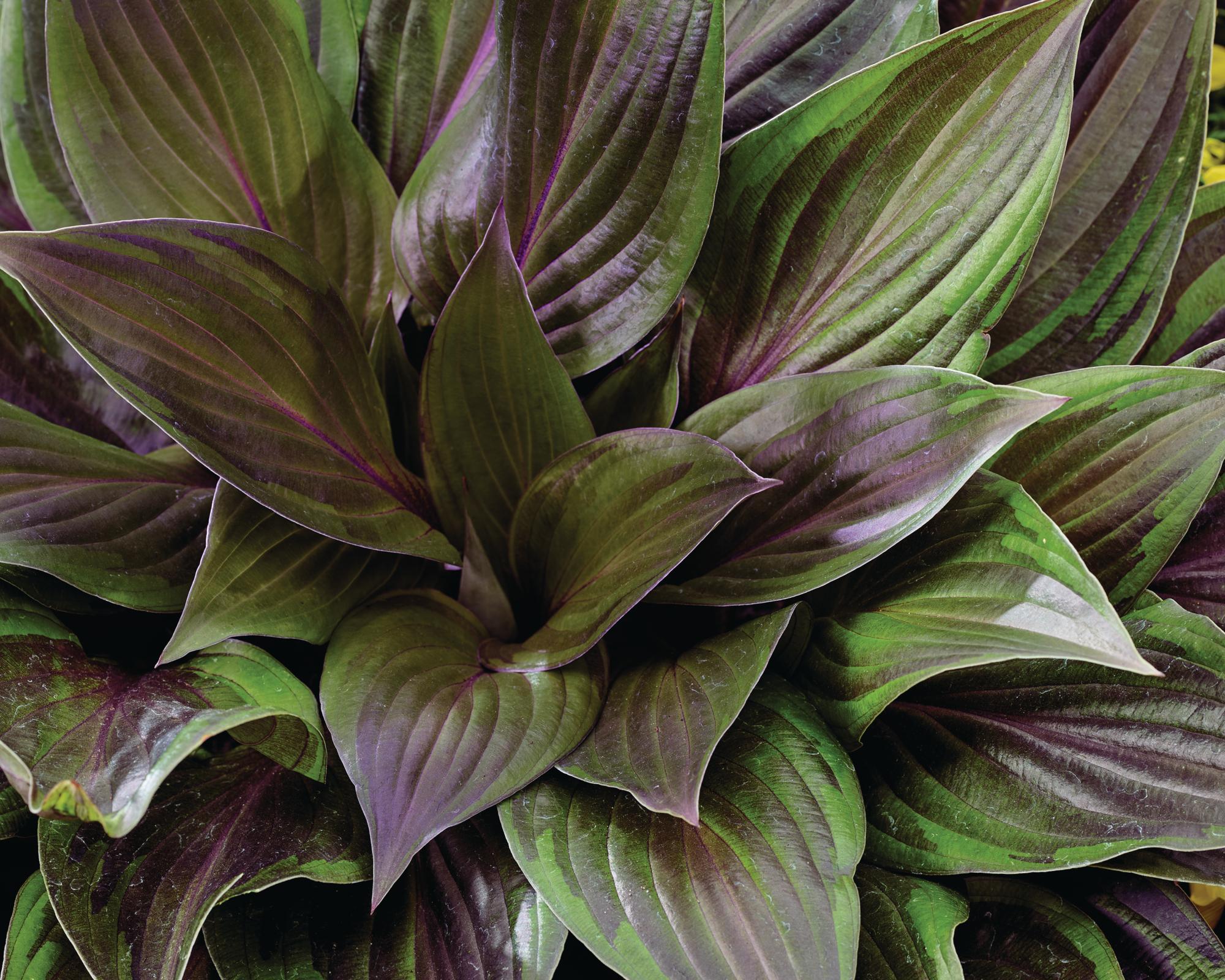 Hosta 'Red ninja'