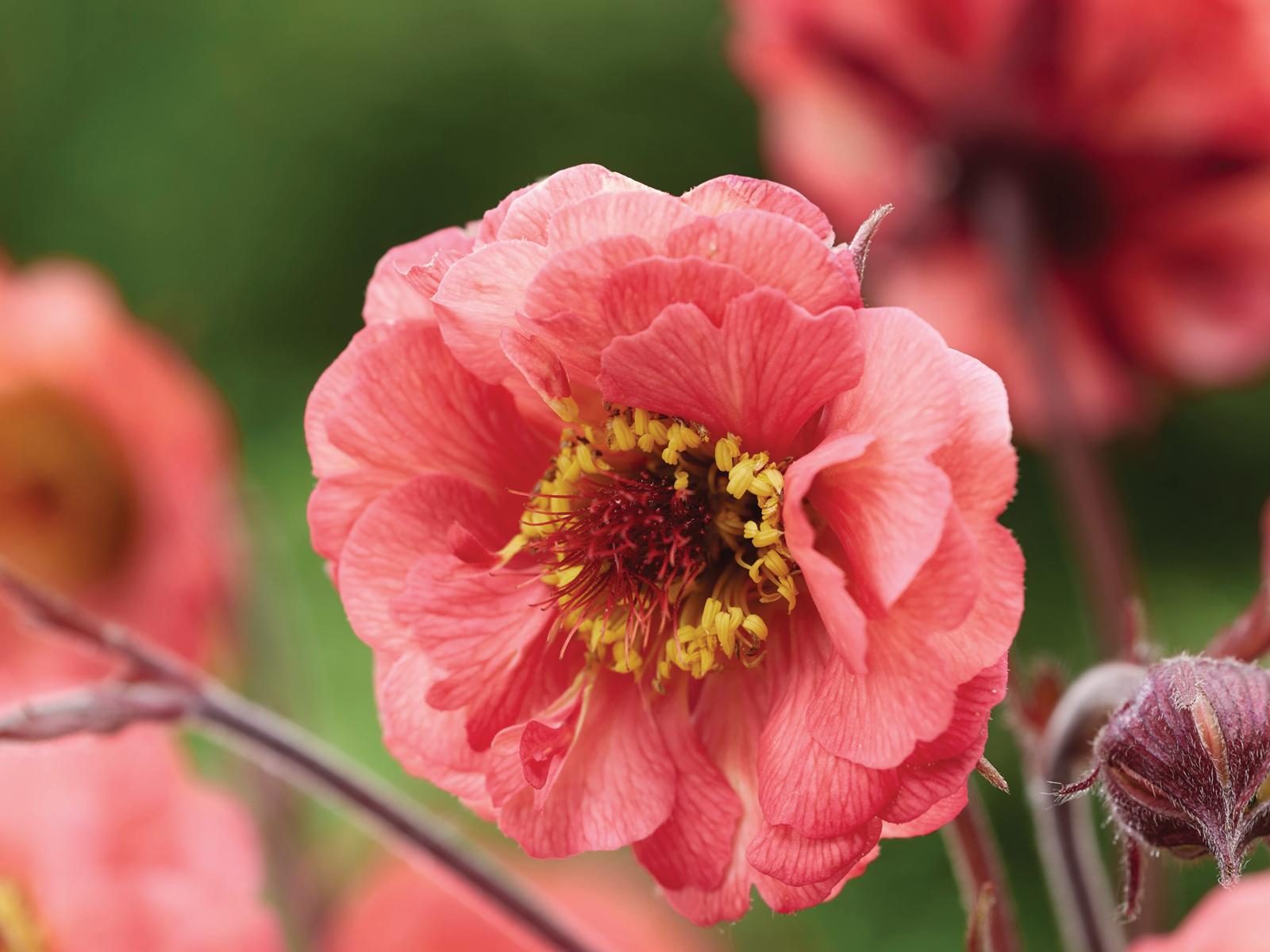 Geum 'Cherry Bakerwell'