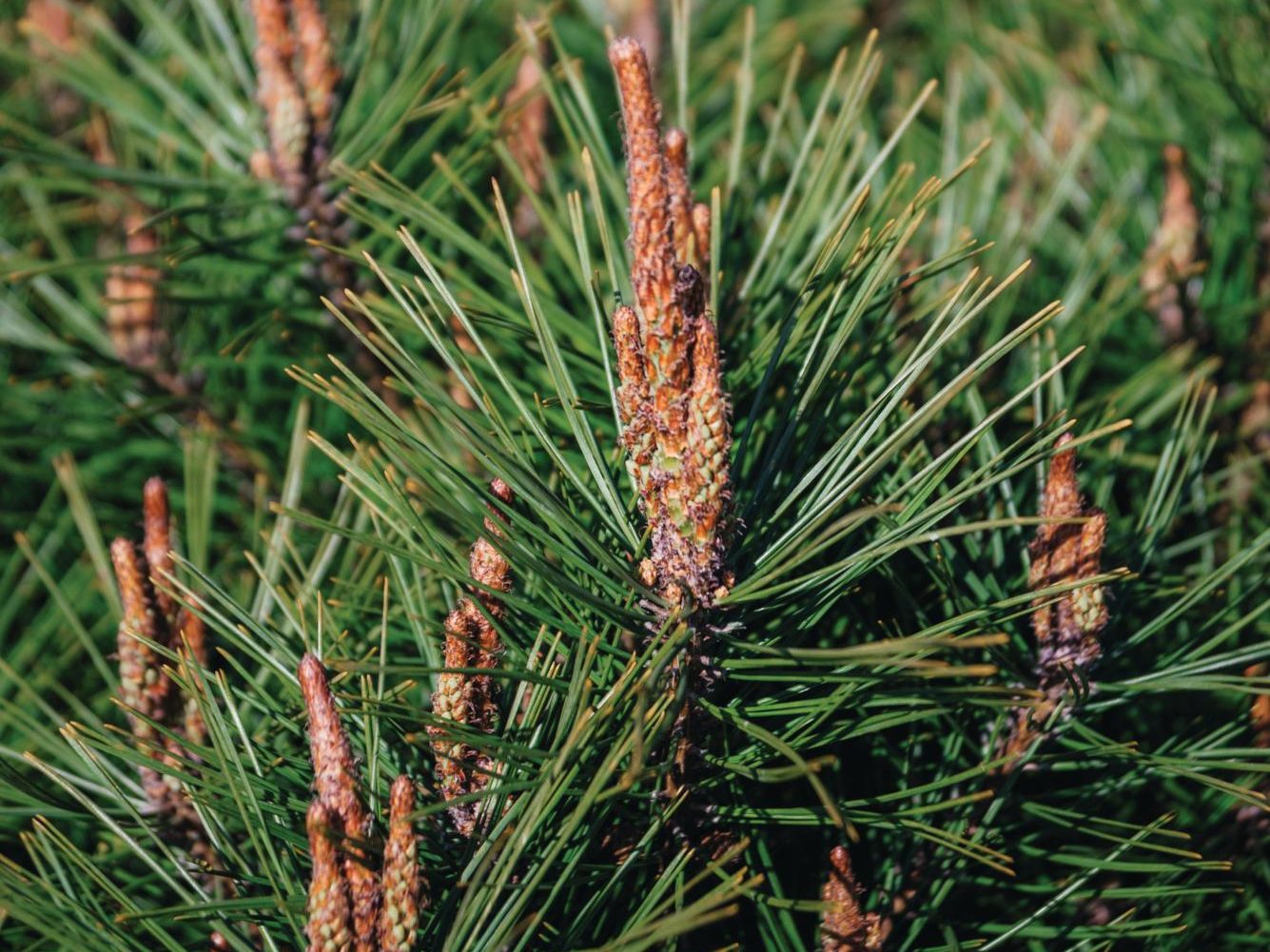 Pinus densiflora 'ubaculafara'