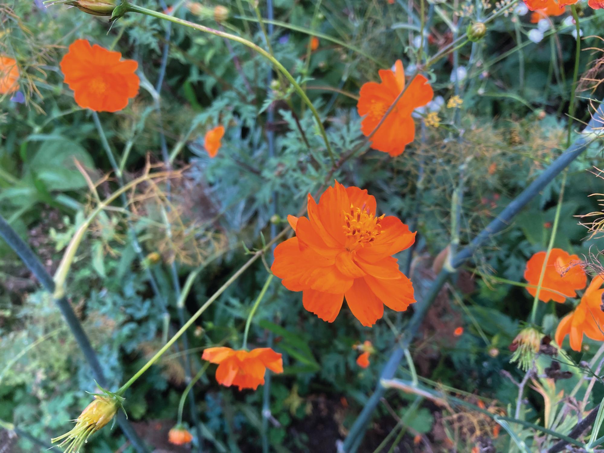Cosmos sulph. 'Diablo'
