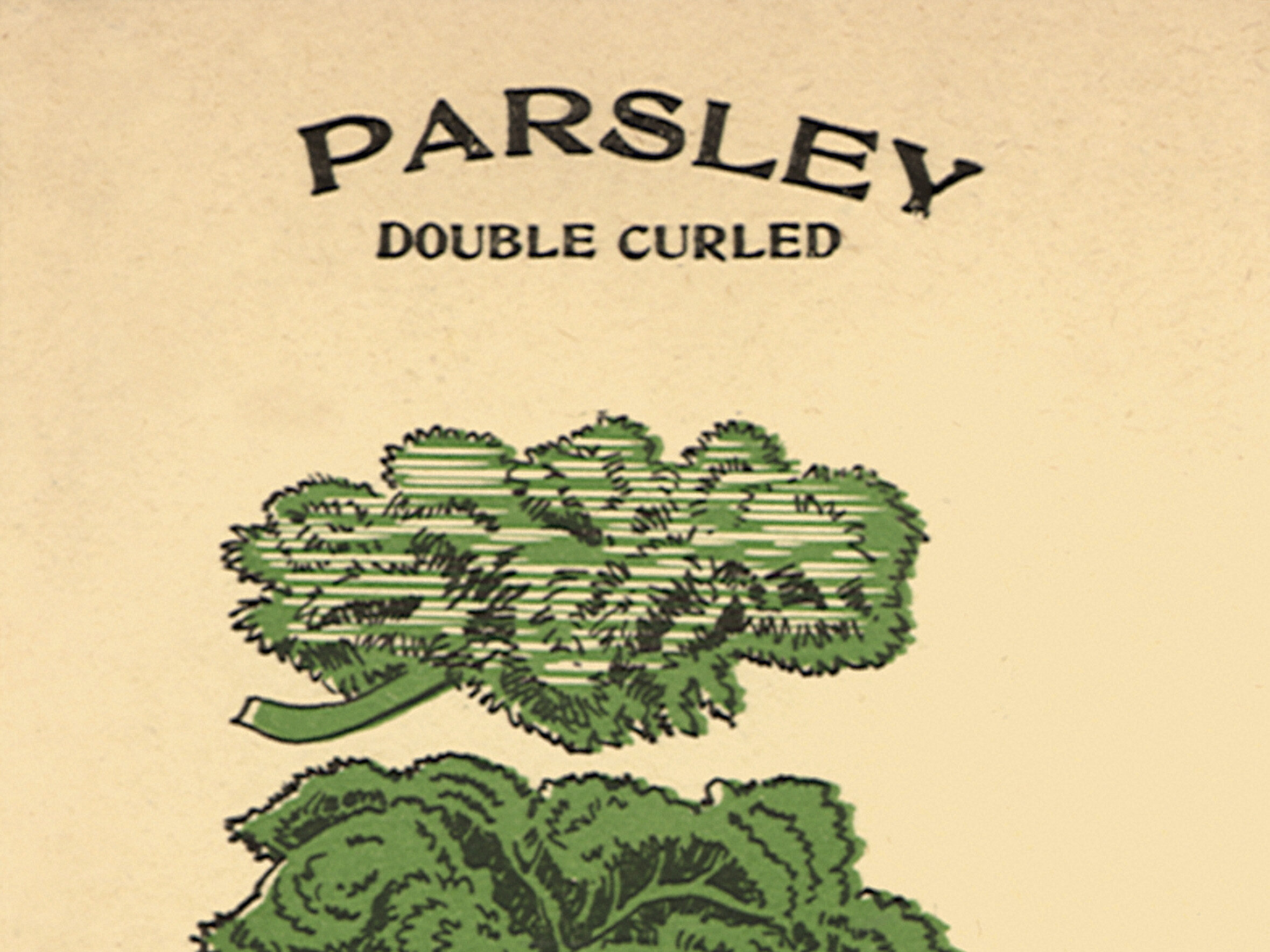 Parsley seed packet
