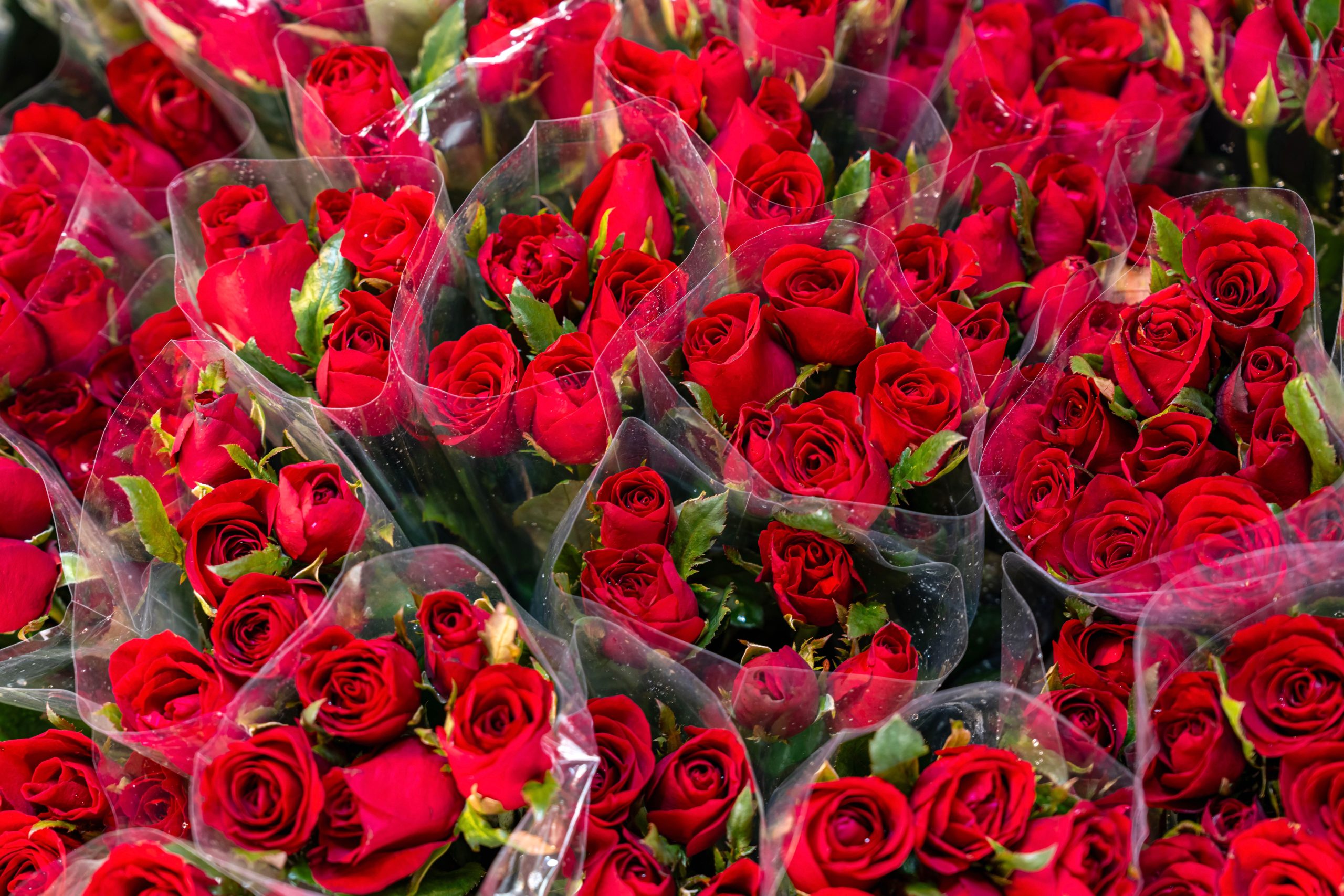 Red roses for sale