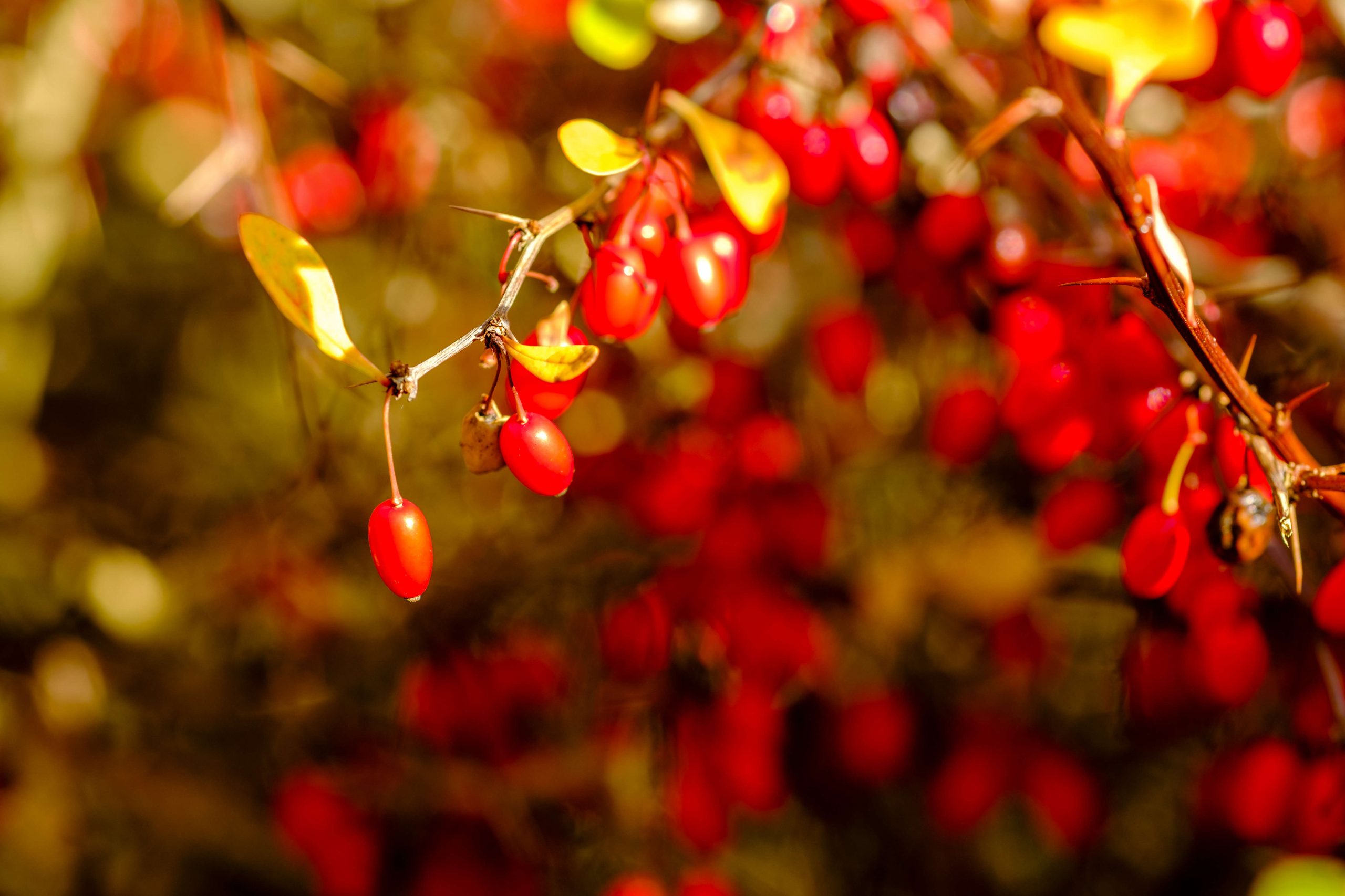 Barberry (Berberis vulgaris)