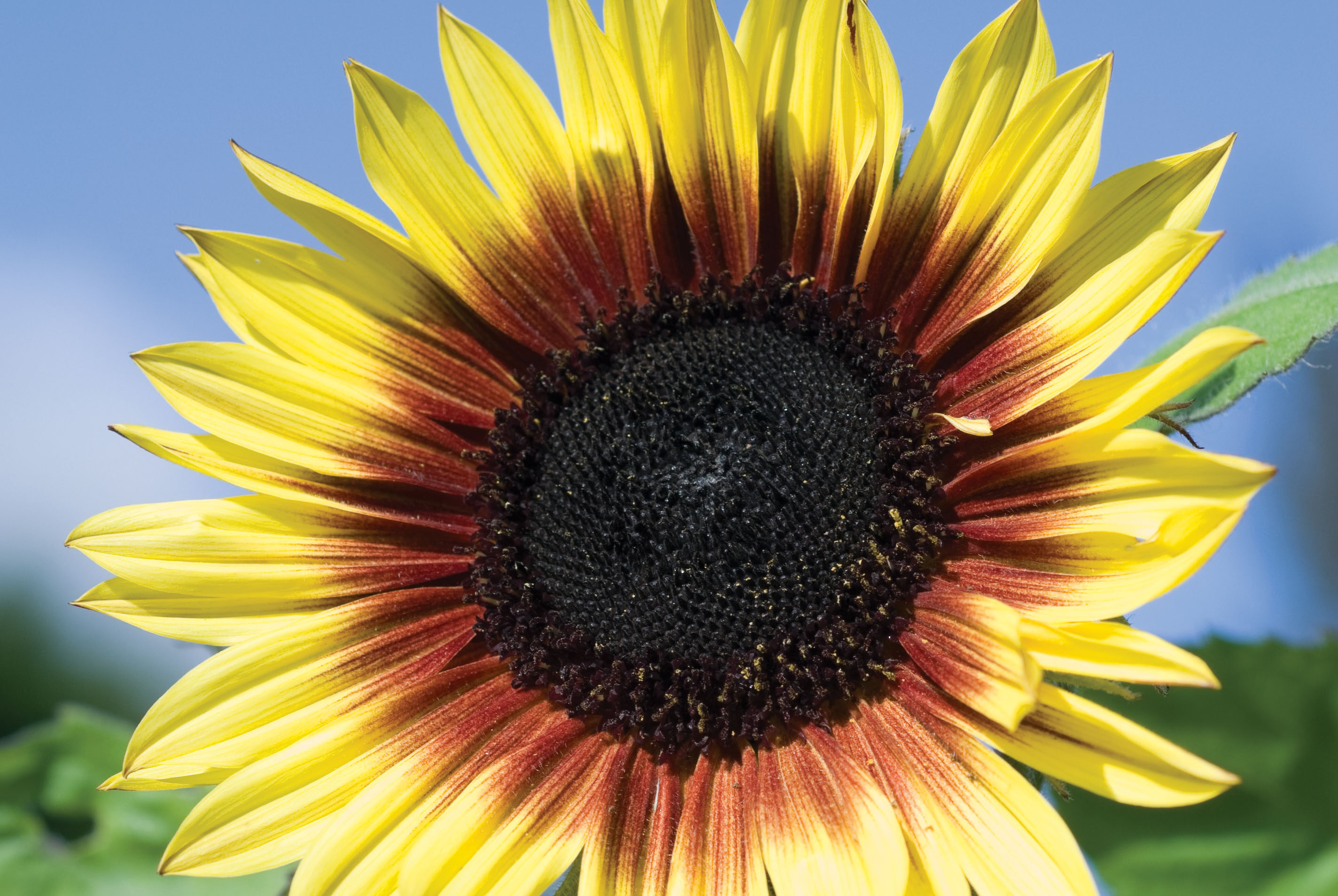 Helianthus Bicentenary