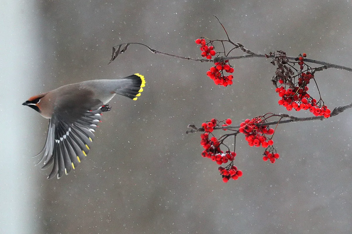 Waxwing eating a rowan berry Waxwing eating a rowan berry