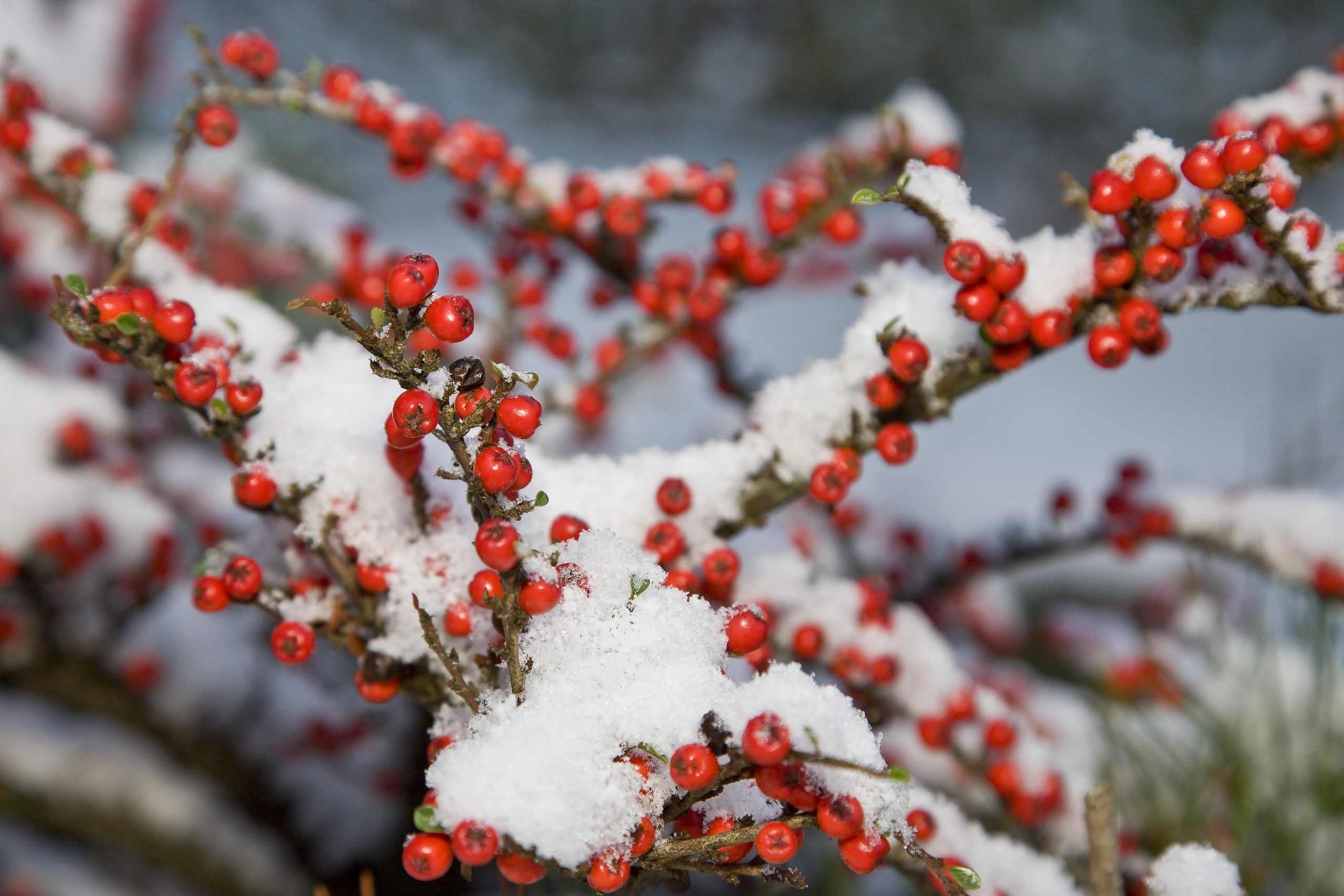 Cotoneaster, frigidus